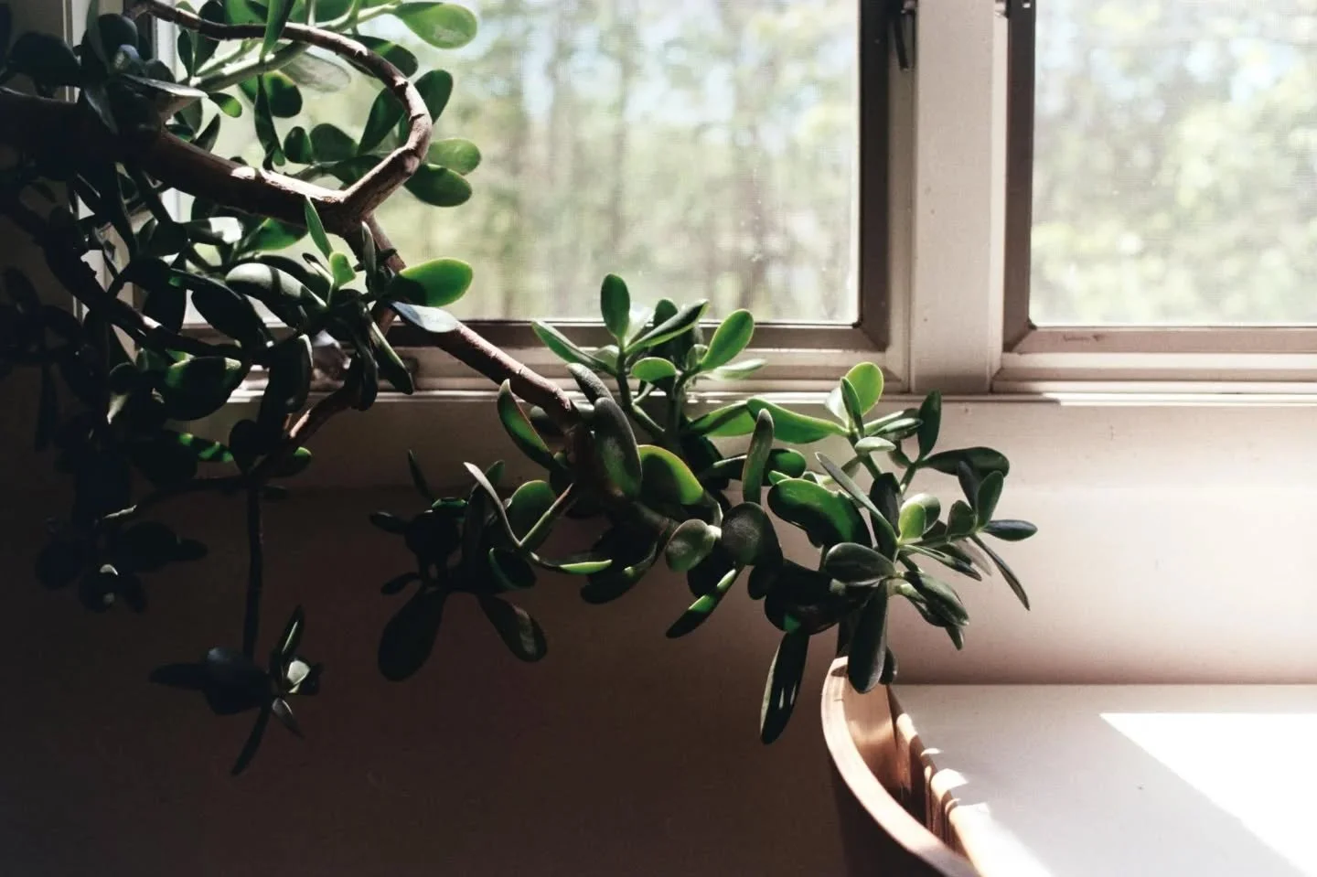 I rented a film camera that week. The house we were staying in was interesting and bright. After the photo I took of family enjoying a afternoon together, I got the call that jude couldn't hang on anymore, and we agreed it was time to let him leave. 