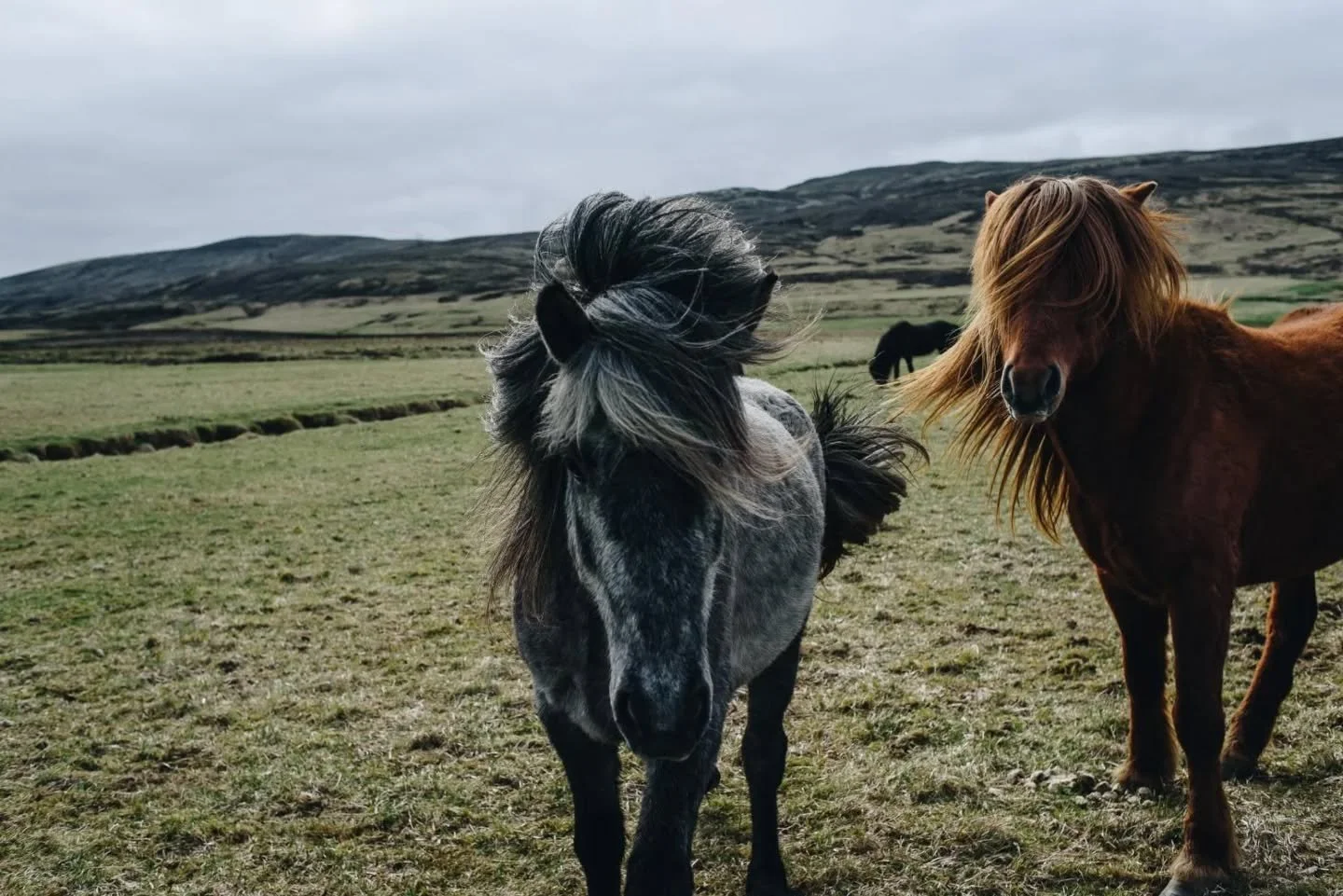 Mourning the loss of some important photos today, but at least I didn't lose everything.

Here are some more Icelandic horses from 2019