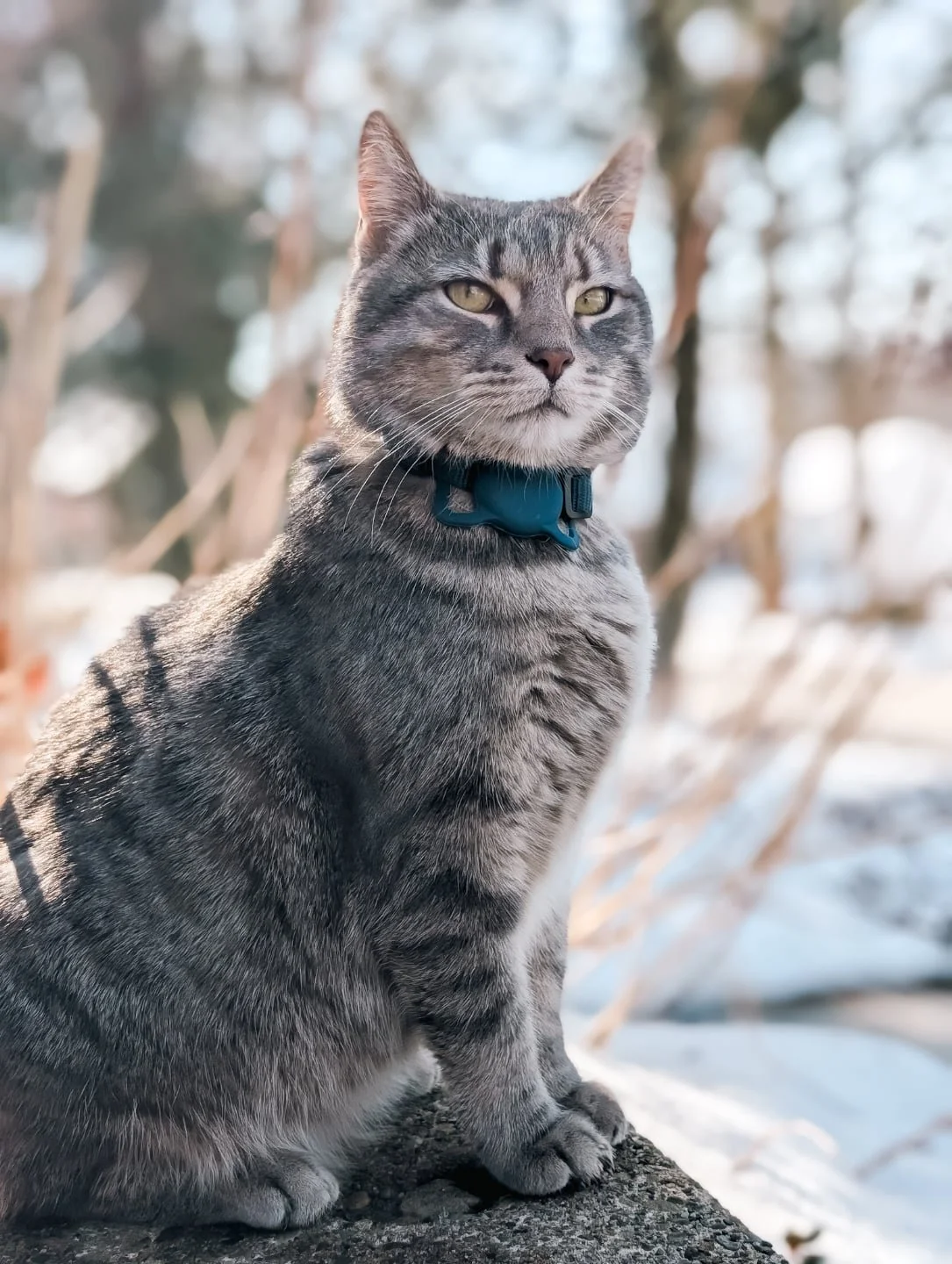 Blue stops by sometimes when the weather isnt too cold

#pixel10