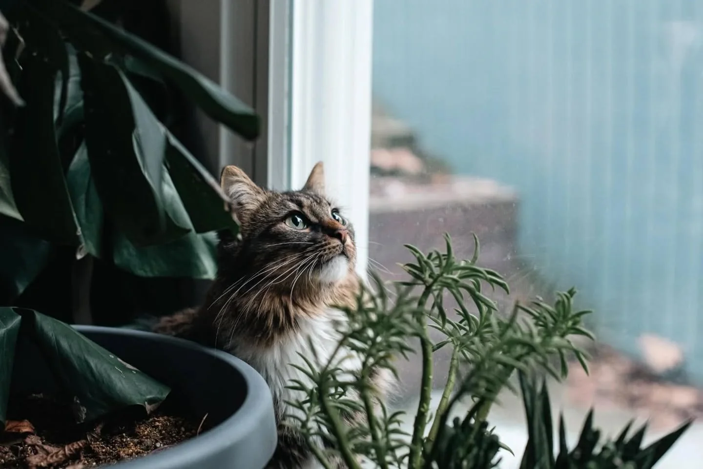 This beauty is getting adopted today. I'll miss her gentle heart.

#rrpink #rescueandrelax @rescueandrelax