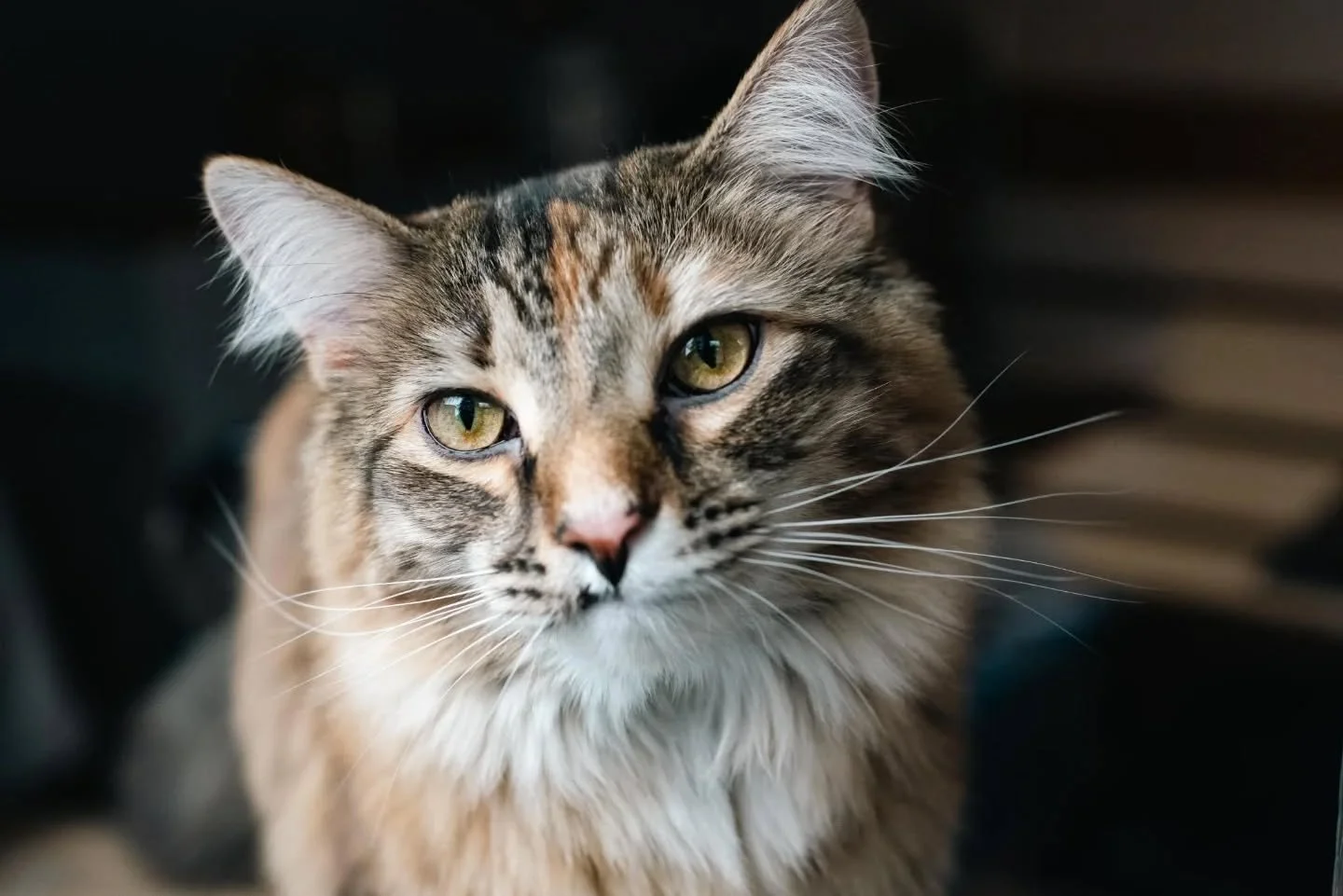 Adele moved into the lounge at @rescueandrelax last night! She's been in my care for quite a while now, so it was very hard to let her go. She is truly a precious girl and I'm hopeful that her future will be full of comfort and adventure. Yes, I did 