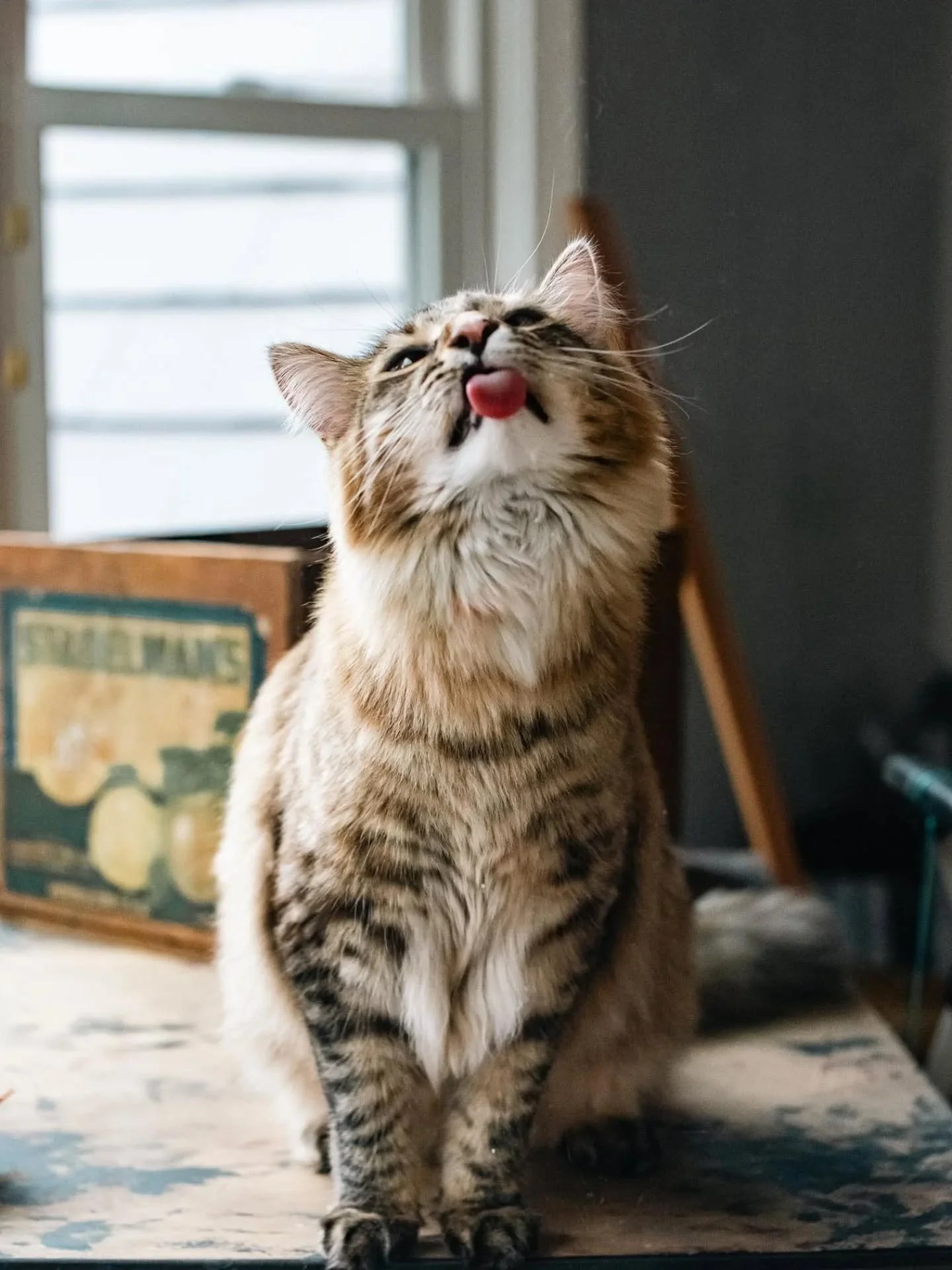 Here are some bonus photos of Adele because Instagram doesn't handle vertical and horizontal photos in the same post well.

#rescueandrelax #rradelecat @rescueandrelax