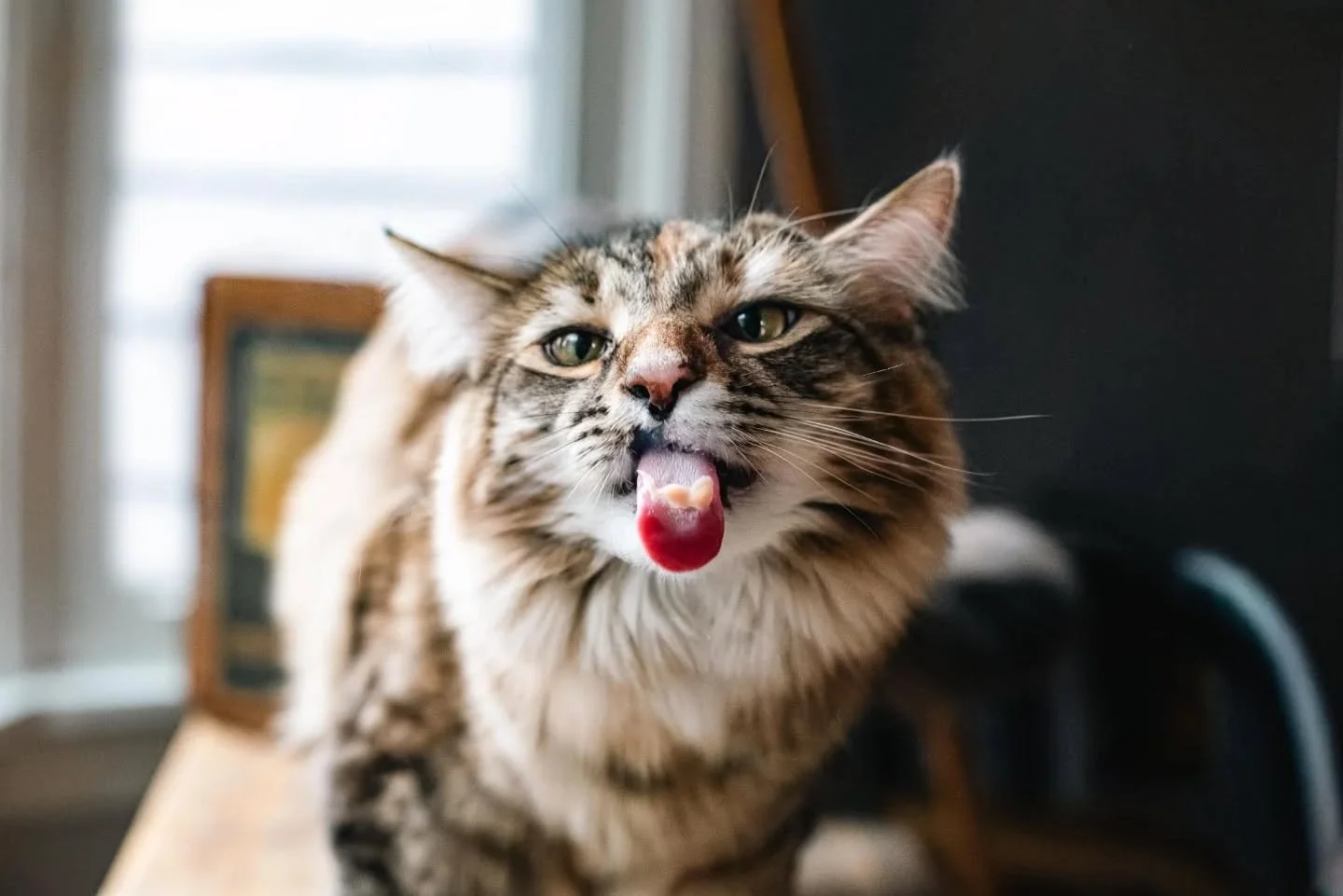 ADOPTABLE - Adele
Adele has joined the lounge! She has made lots of friends, feline and human. She is truly a delight. Honestly, it was really difficult to refrain from foster failing. She has such a bright, happy, sweet, goofy personality and will a