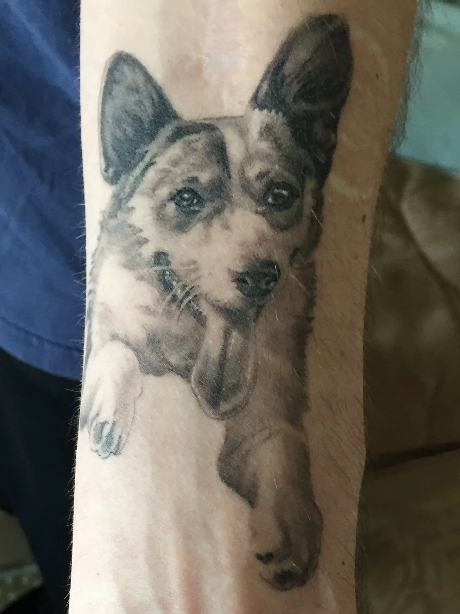 Mike-Sunny Corgi 3.jpg