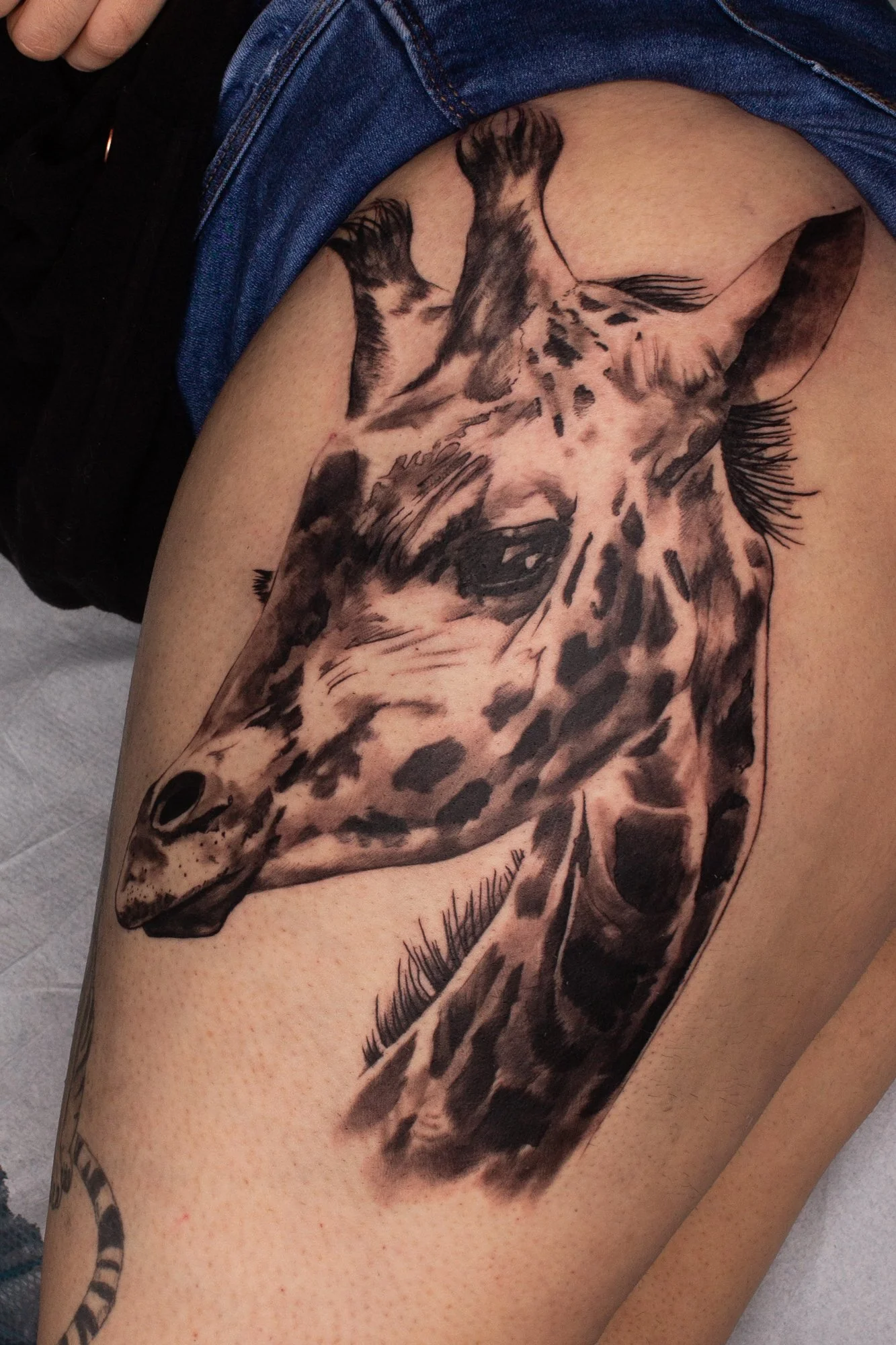 Tania Safari-Giraffe-4.JPG