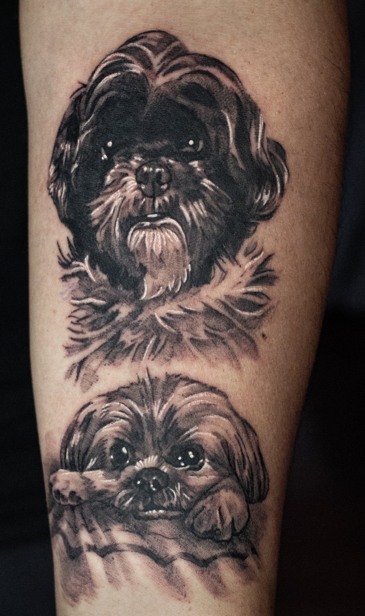 Double Pup Portrait.jpg