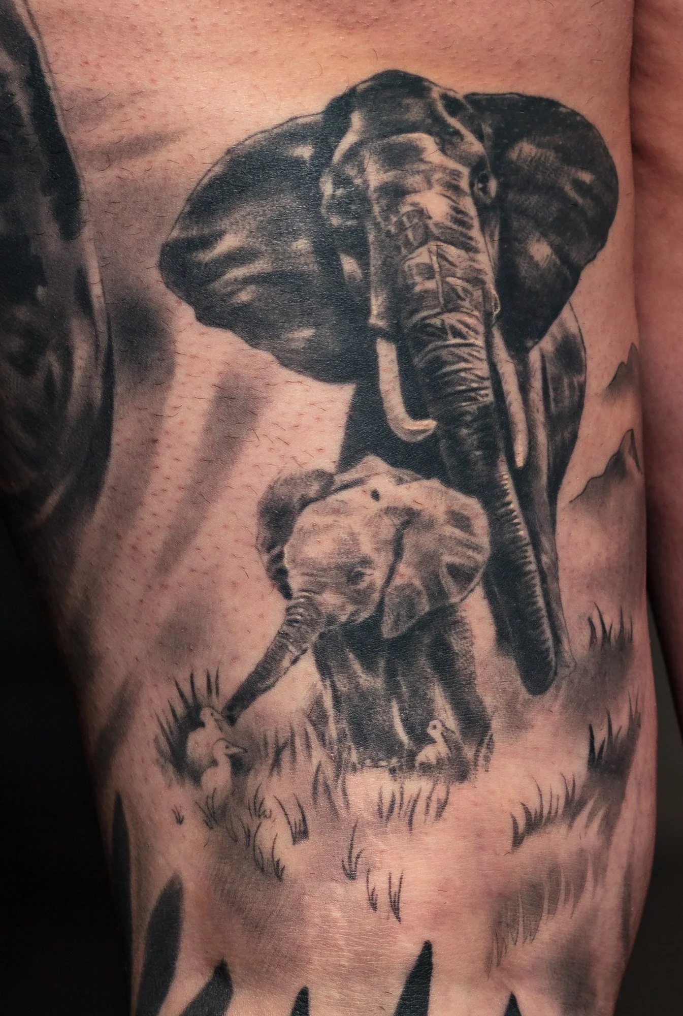 Healed Elephants, Animal Leg Sleeve