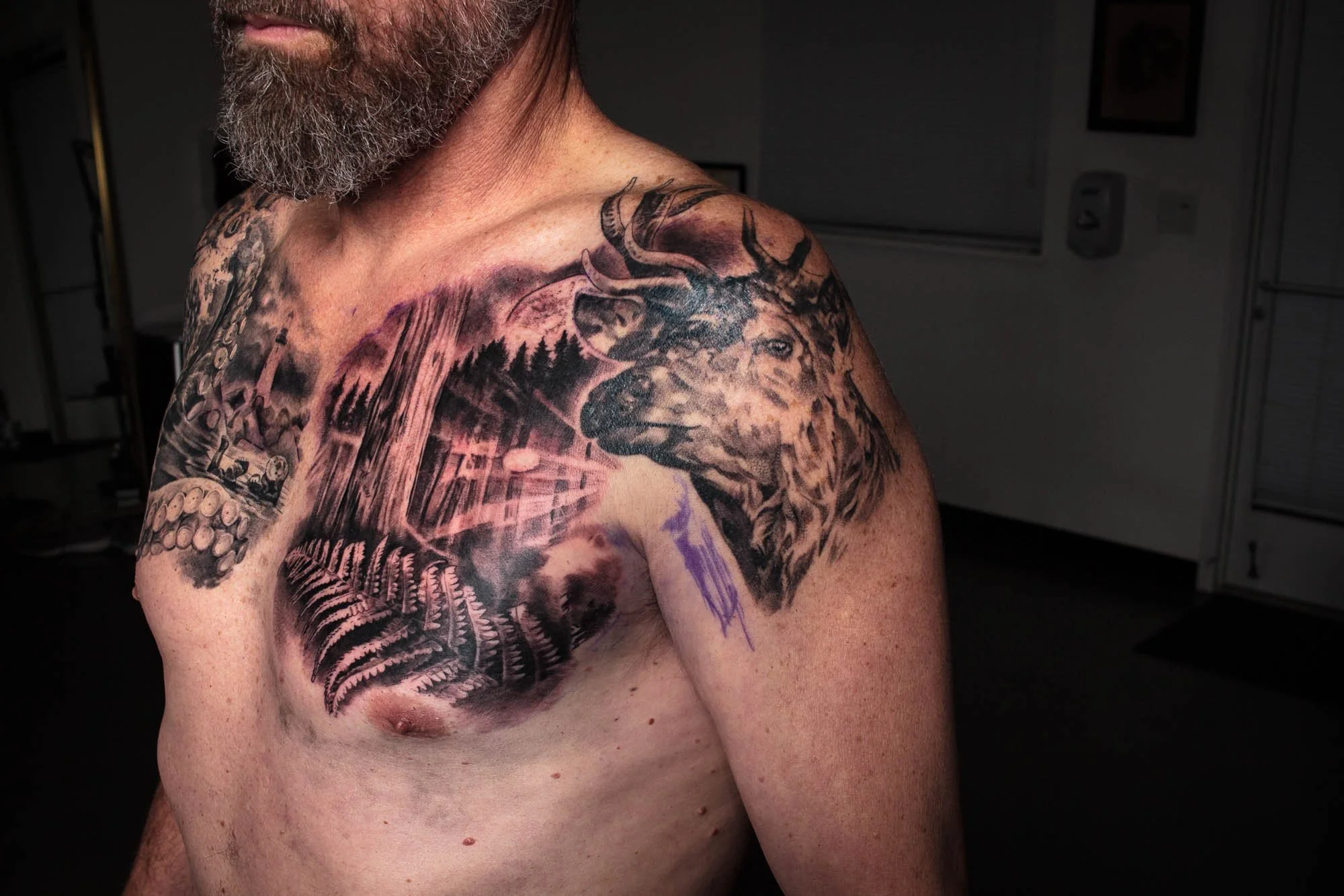 Buck, Forest, Redwood Tree, Fern