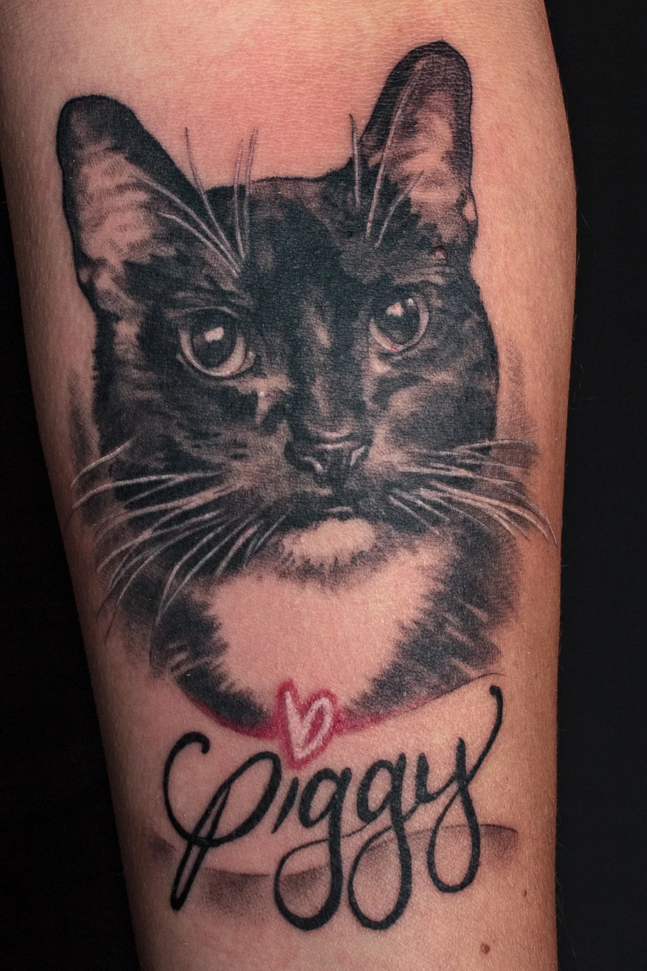 Piggy the black cat.jpg