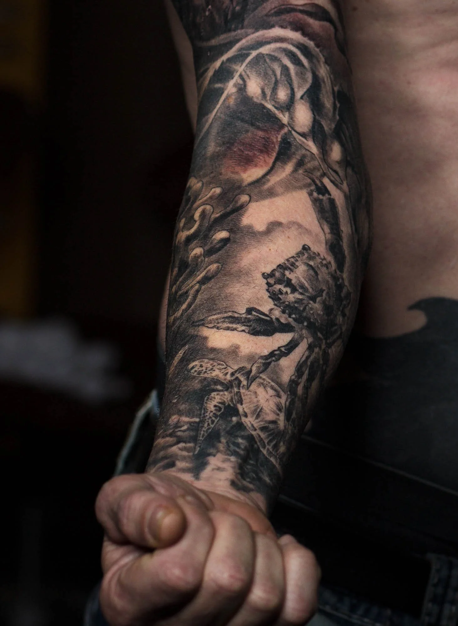 Crab holding onto a piece of kelp near a turtle