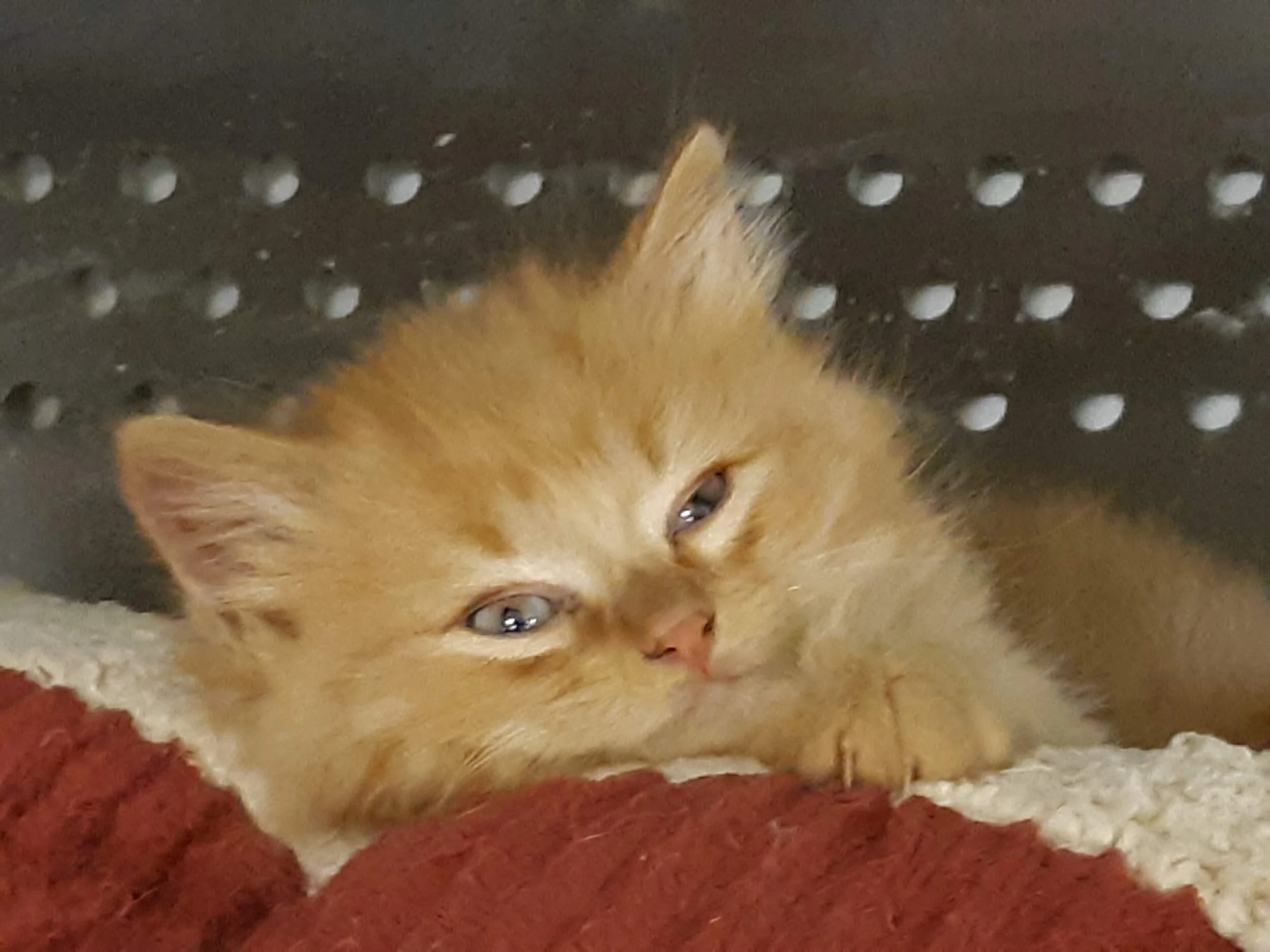 Kitten 3.jpg