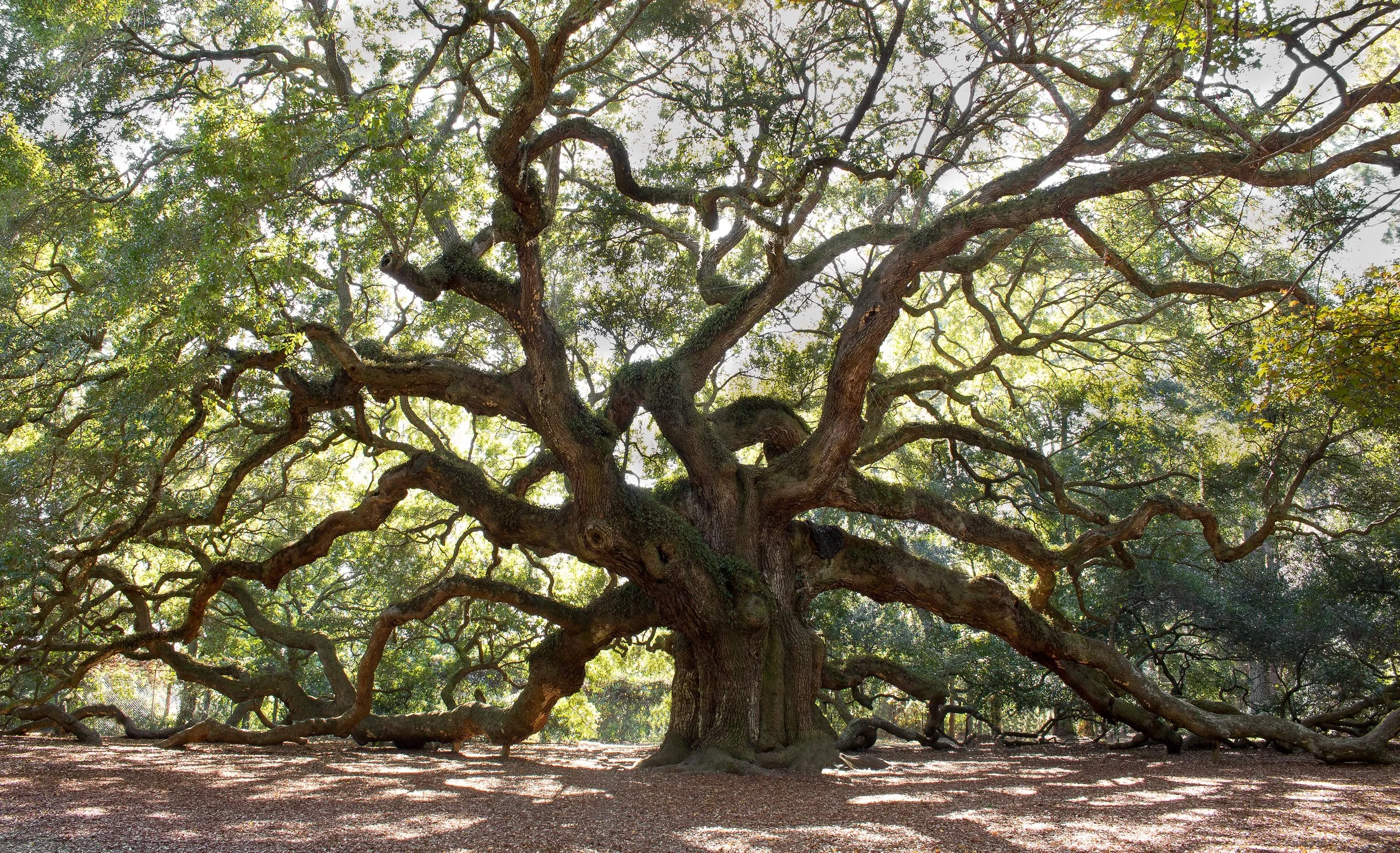 Ancient oak tree with moss-covered roots in dappled forest light