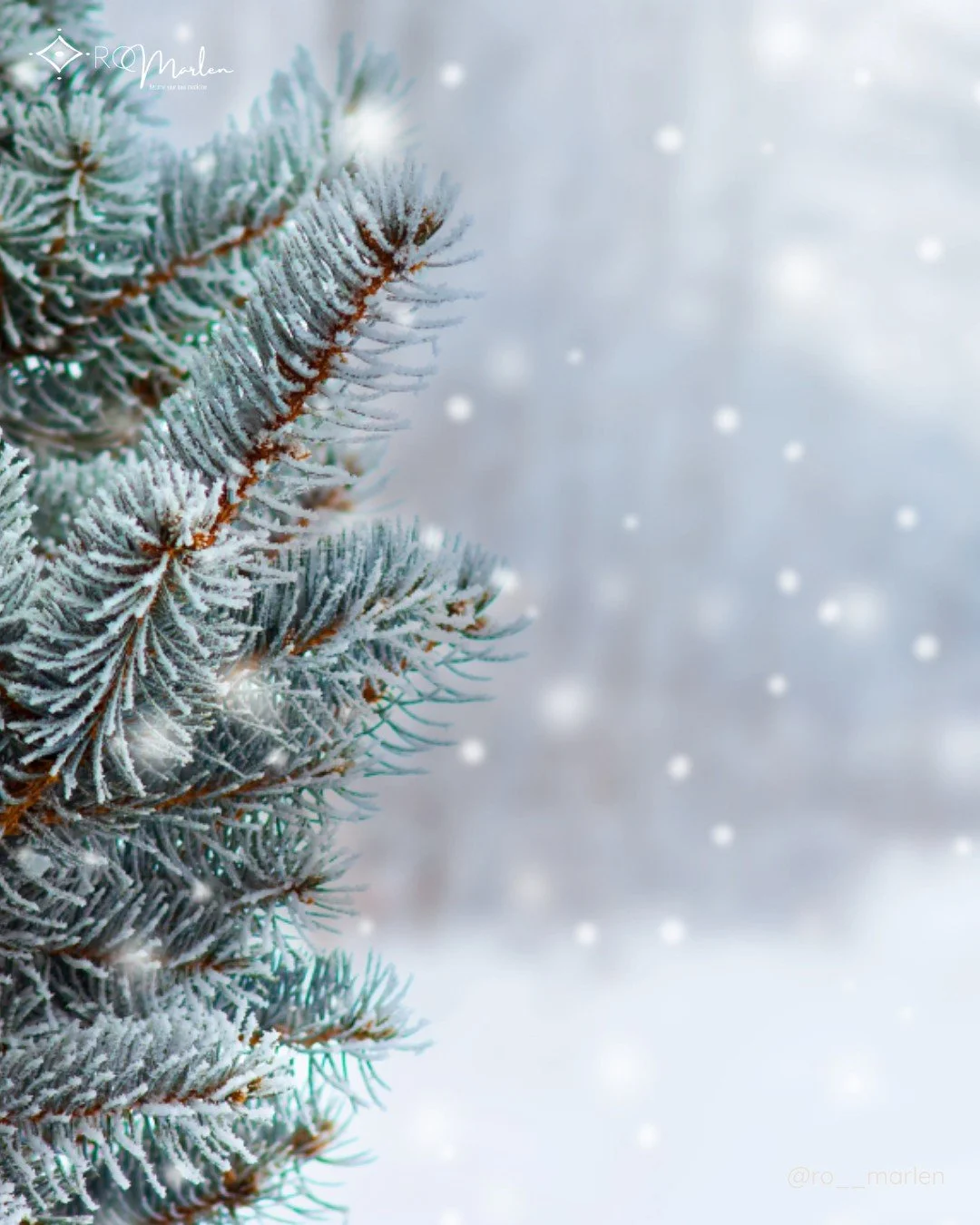 When the trees had shed everything, our ancestors brought evergreen branches into the house- not for decoration, but to invite endurance indoors.

Pine, fir, and juniper were living prayers: a reminder that life still breathes through the cold, that 