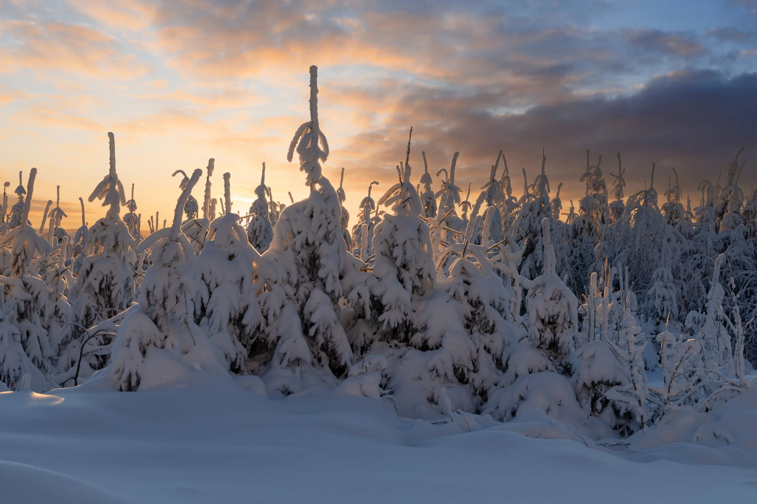 Aquarius New Moon at Lunar Imbolc: Dreaming the Soul Vessel