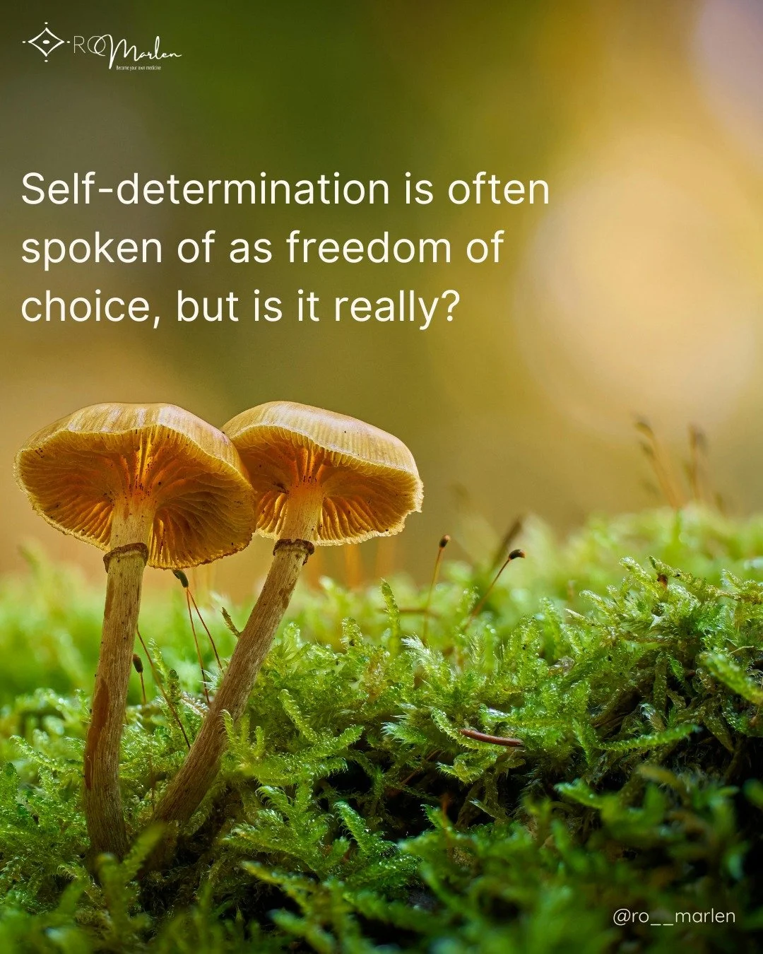 🌿 Self-determination is often spoken of as freedom, choice, and the right to decide one&rsquo;s own path.

But the body knows it differently.

🌱 It knows it the way roots know water underground &mdash;  the way a seed knows when the soil has soften