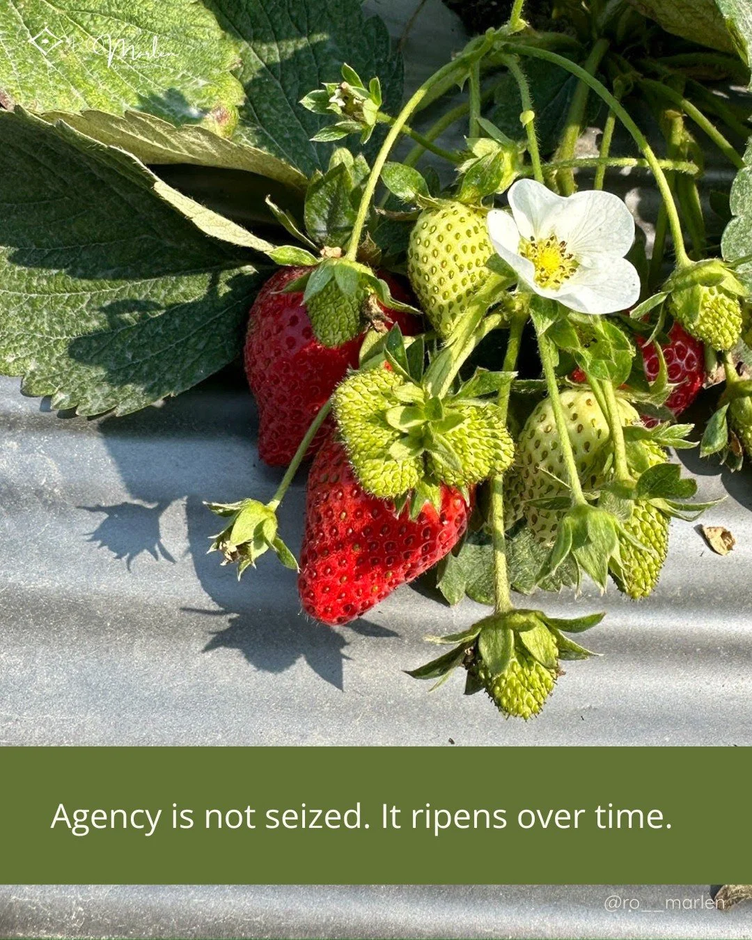 Self-determination is often spoken of as something you claim, assert, or demand through effort and resolve.

But across lineages, what is revealed is something quieter and more exacting.

It is something that grows when the ground is tended.

🌱 It e