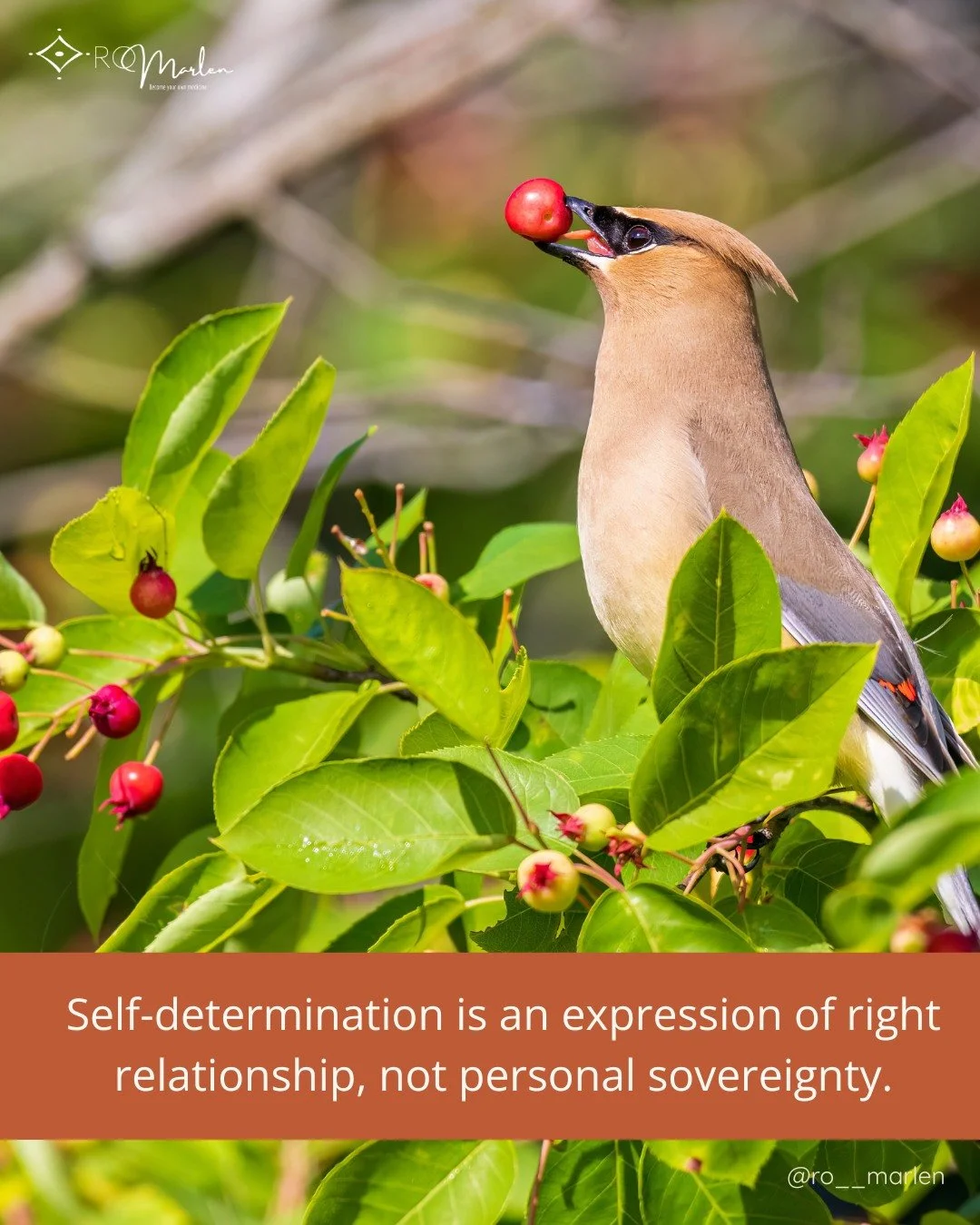 For the Blackfoot people, the Niitsitapi, self-determination is rooted in original instructions.

It is not centered on the "sovereign individual".

Their core teachings center on living in accordance with the laws of the Land, the ancestor