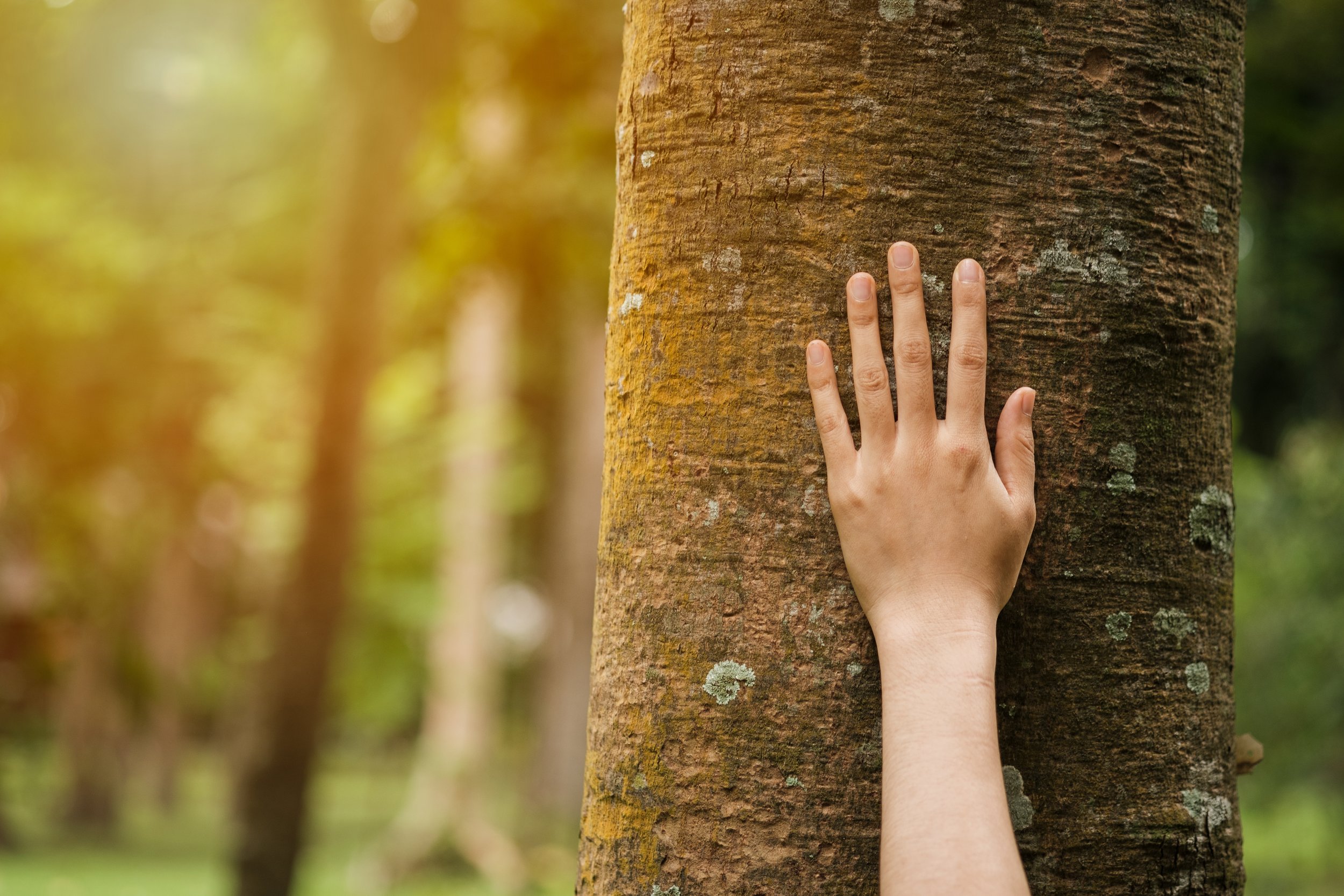 A hand resting on tree bark, soft forest light around it, expressing connection and belonging as taught by the Celtic seer tradition.