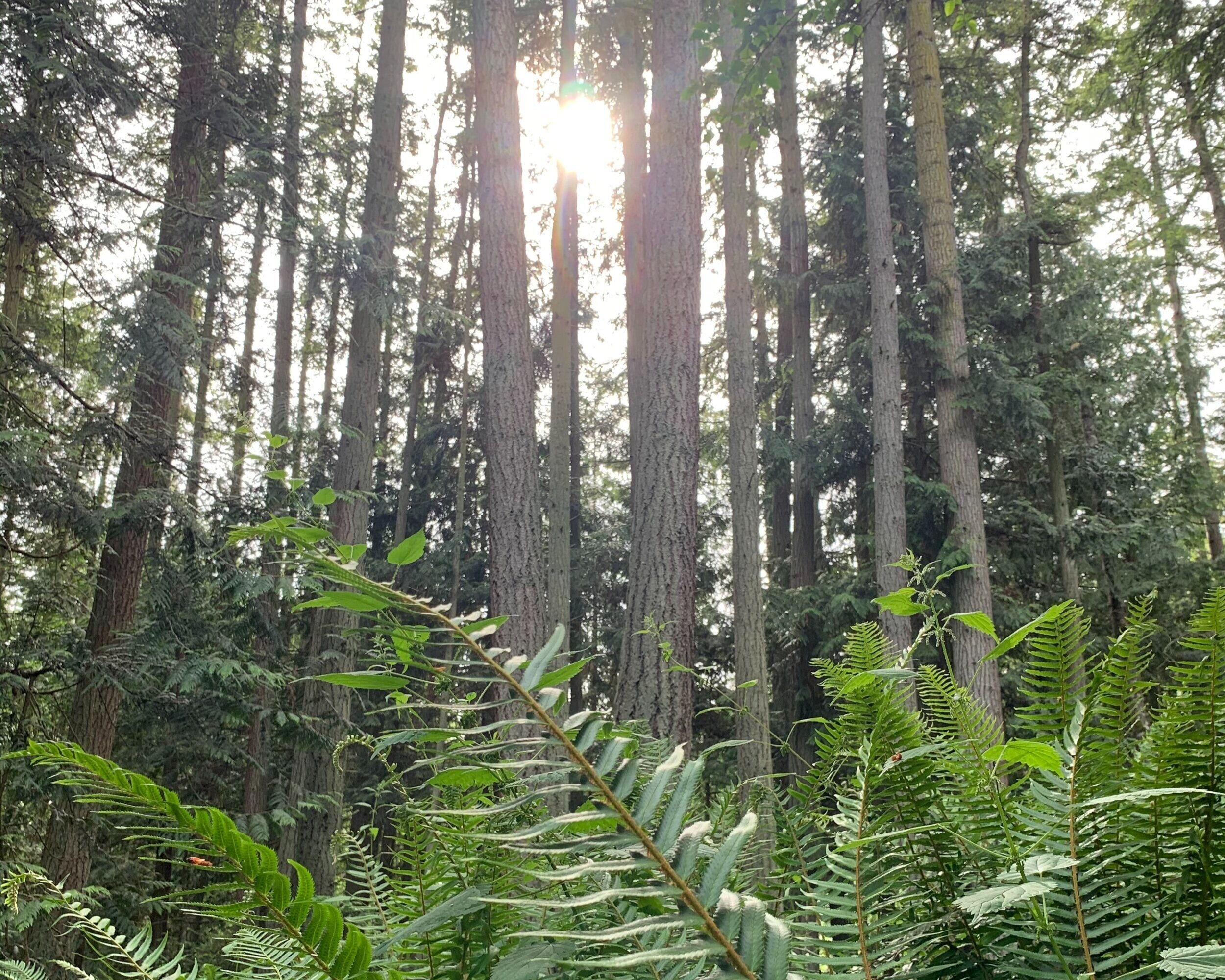 Winter Grief + Healing Series