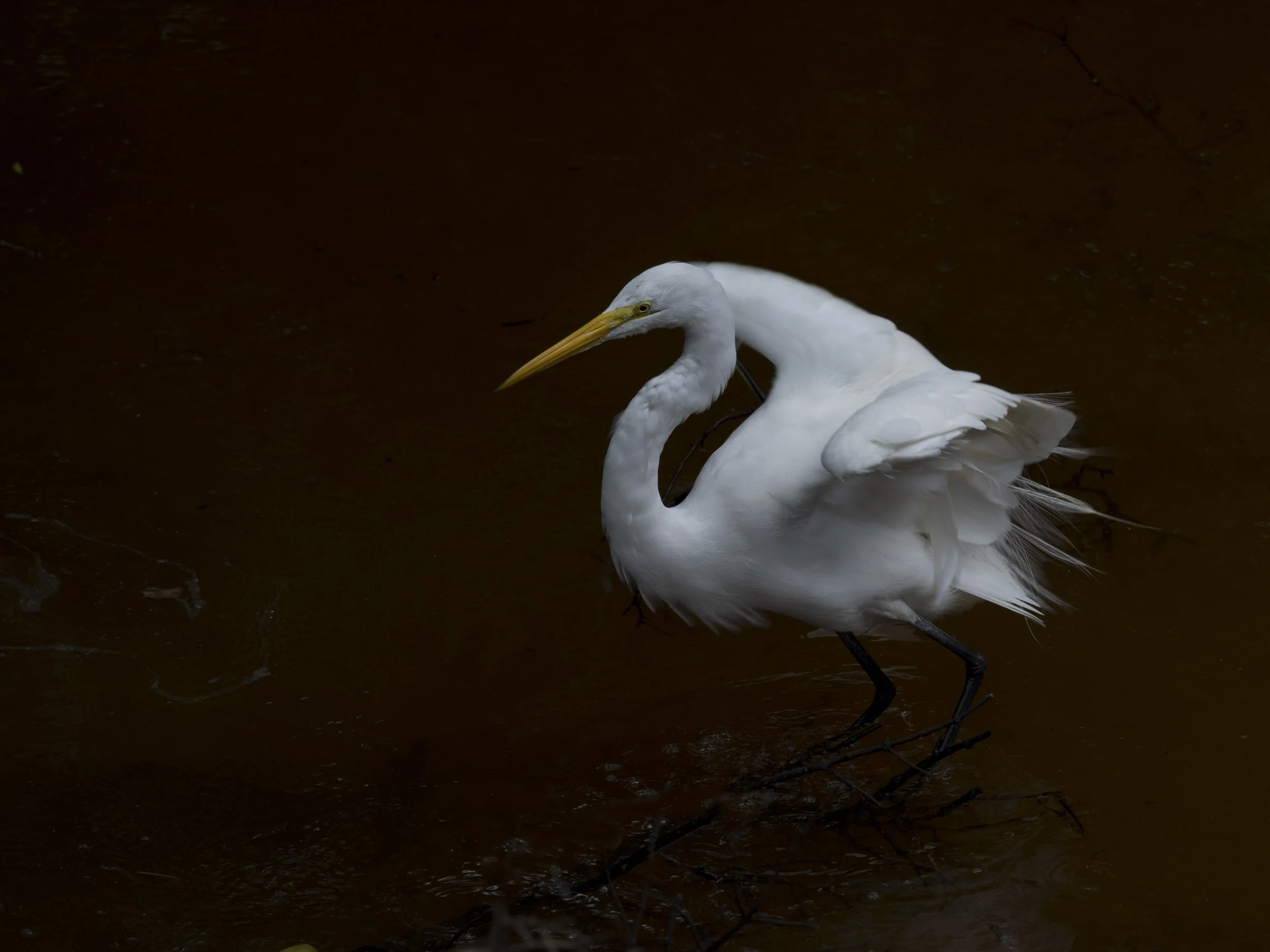 "Midnight Dancer" by Caroline Brown