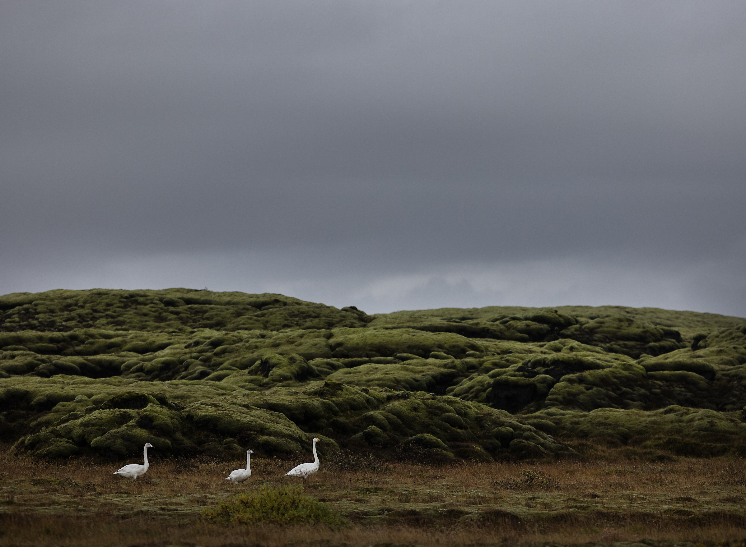 "Fairytale Land" by Jen Lothrigel