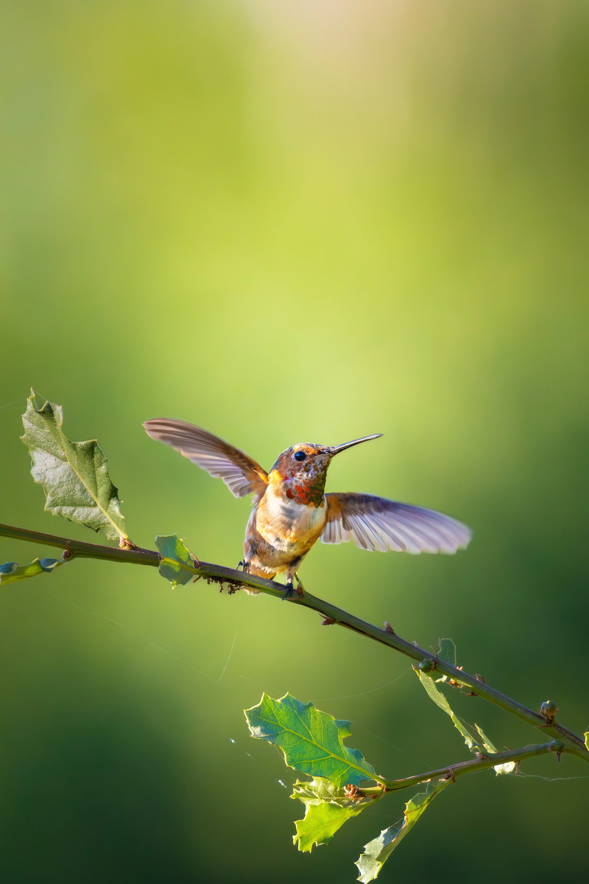"Take Flight" by Shea Vavra