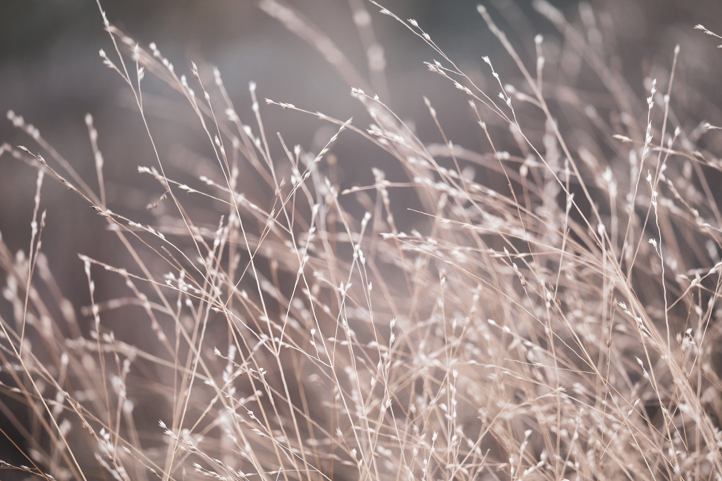 "Winter's Fireworks" by Rose-Marie Keller-Flaig