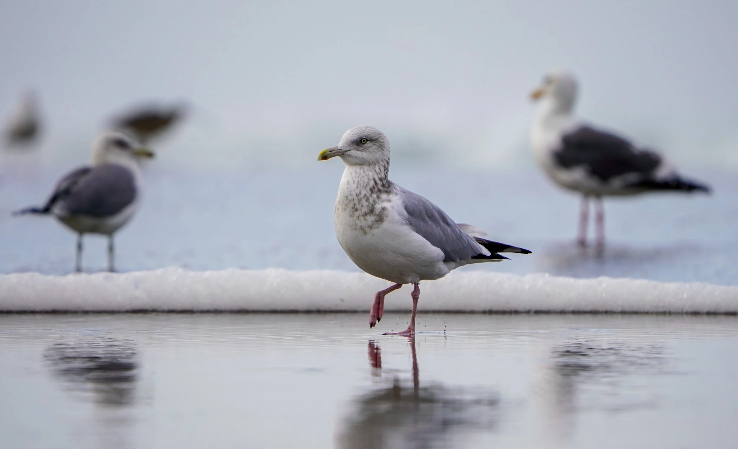 "Harbinger" by Sierra Glassman