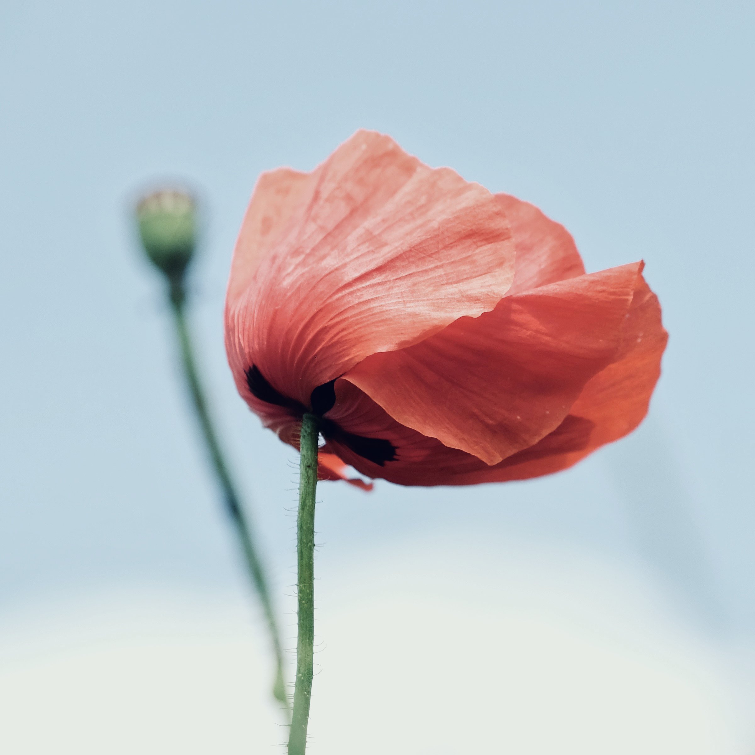 "Gone with the Wind" by Rose-Marie Keller-Flaig