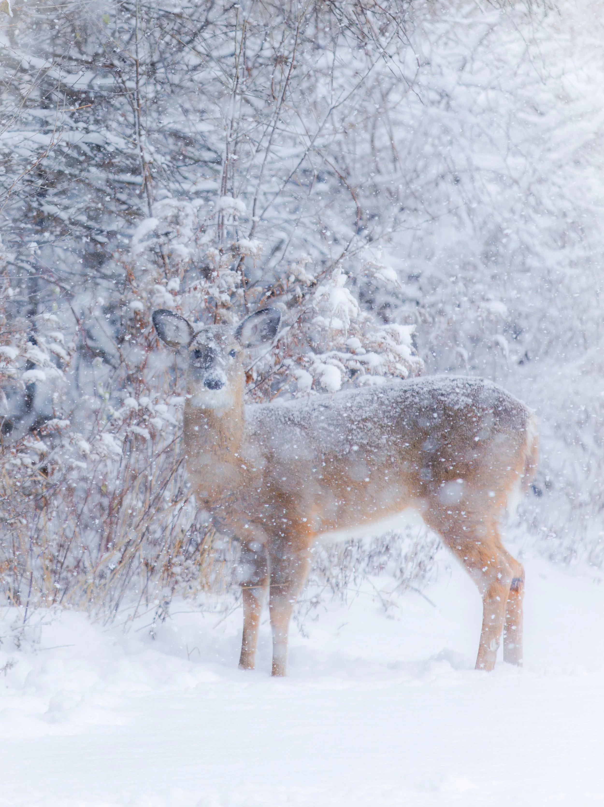 "Does in Snowstorm" by Brooke Ryan