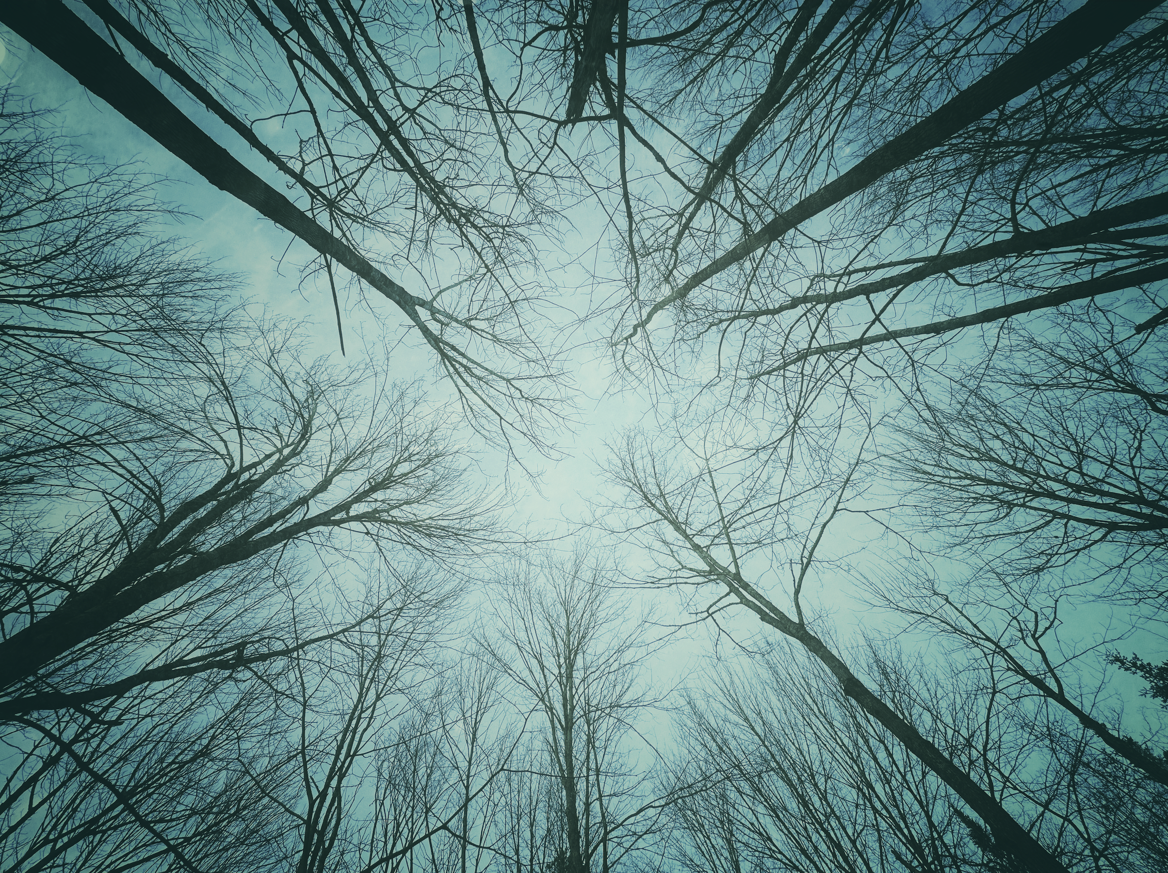 "Reaching for the Sky" by Caroline Brown