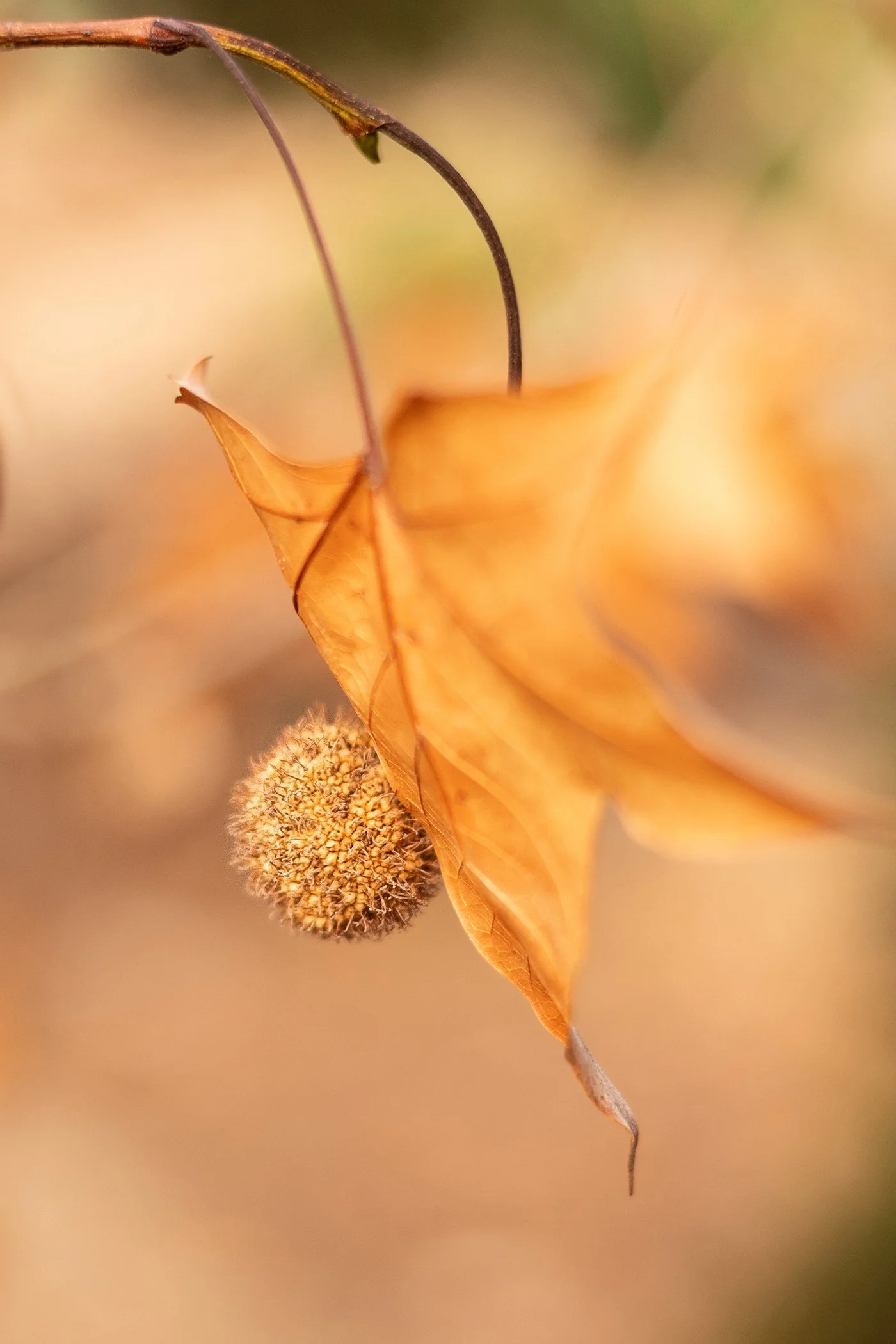 "Dancing Leaf" by Stefanie Blue