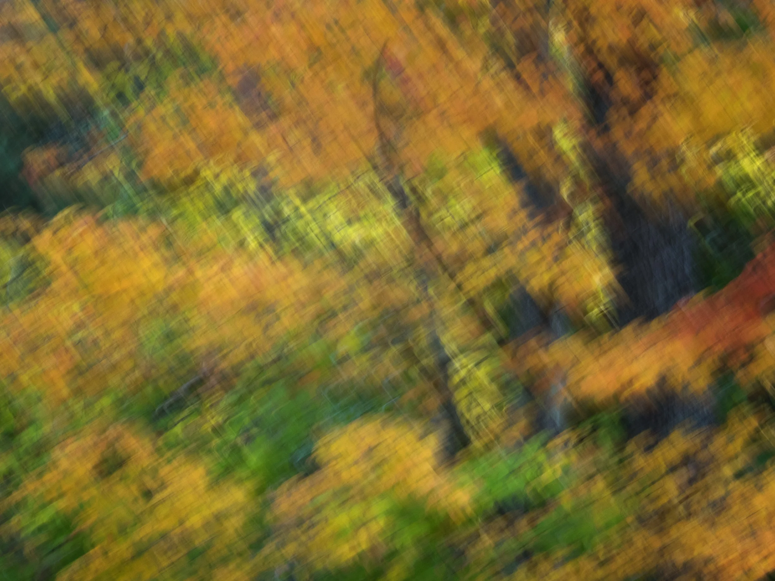 "New England Fall" by Caroline Brown