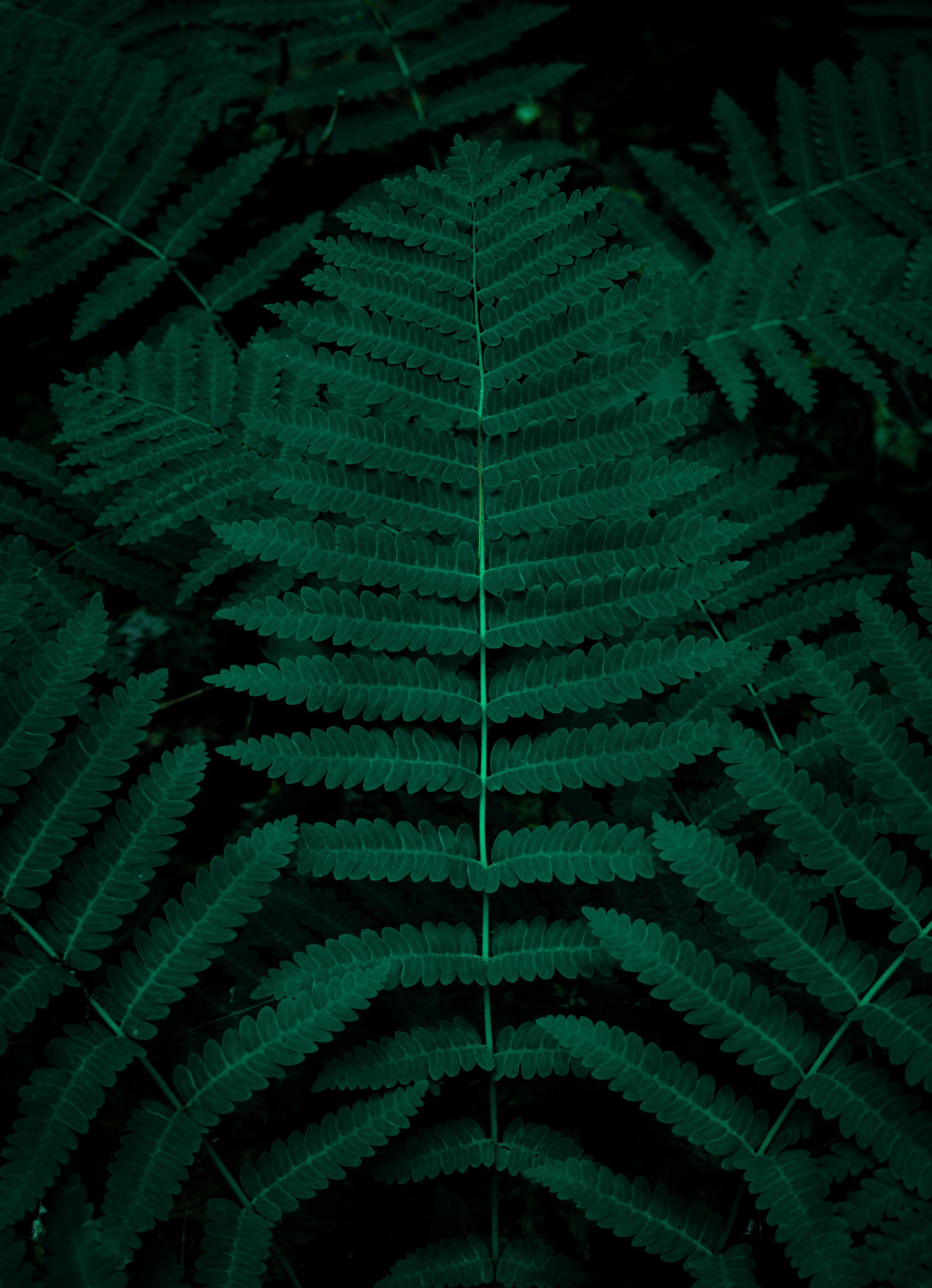 "Ferns" by Heidi Spitzig