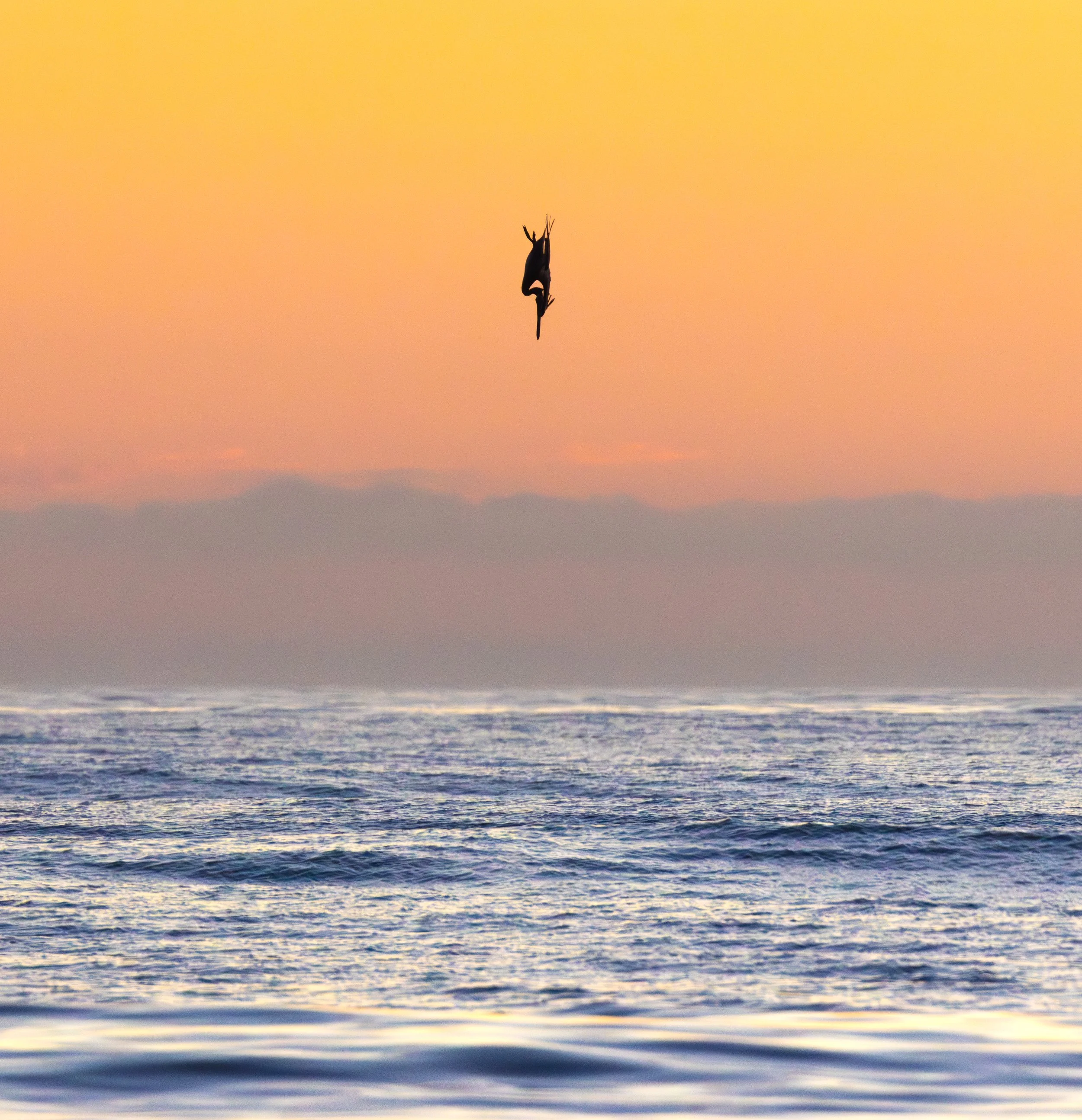 "The Dive" by Shea Vavra