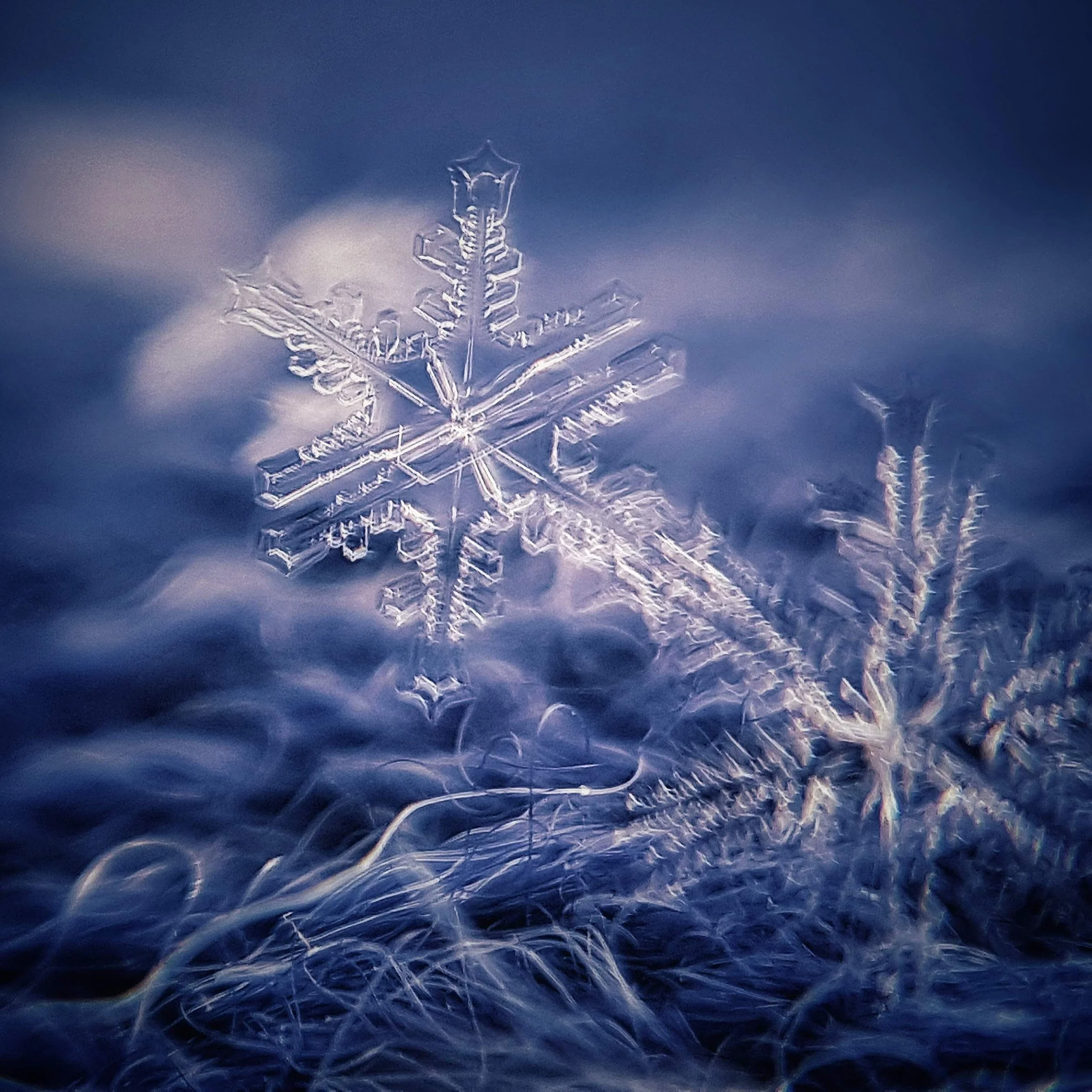 "Snowflake Echo" by Carol Haynes