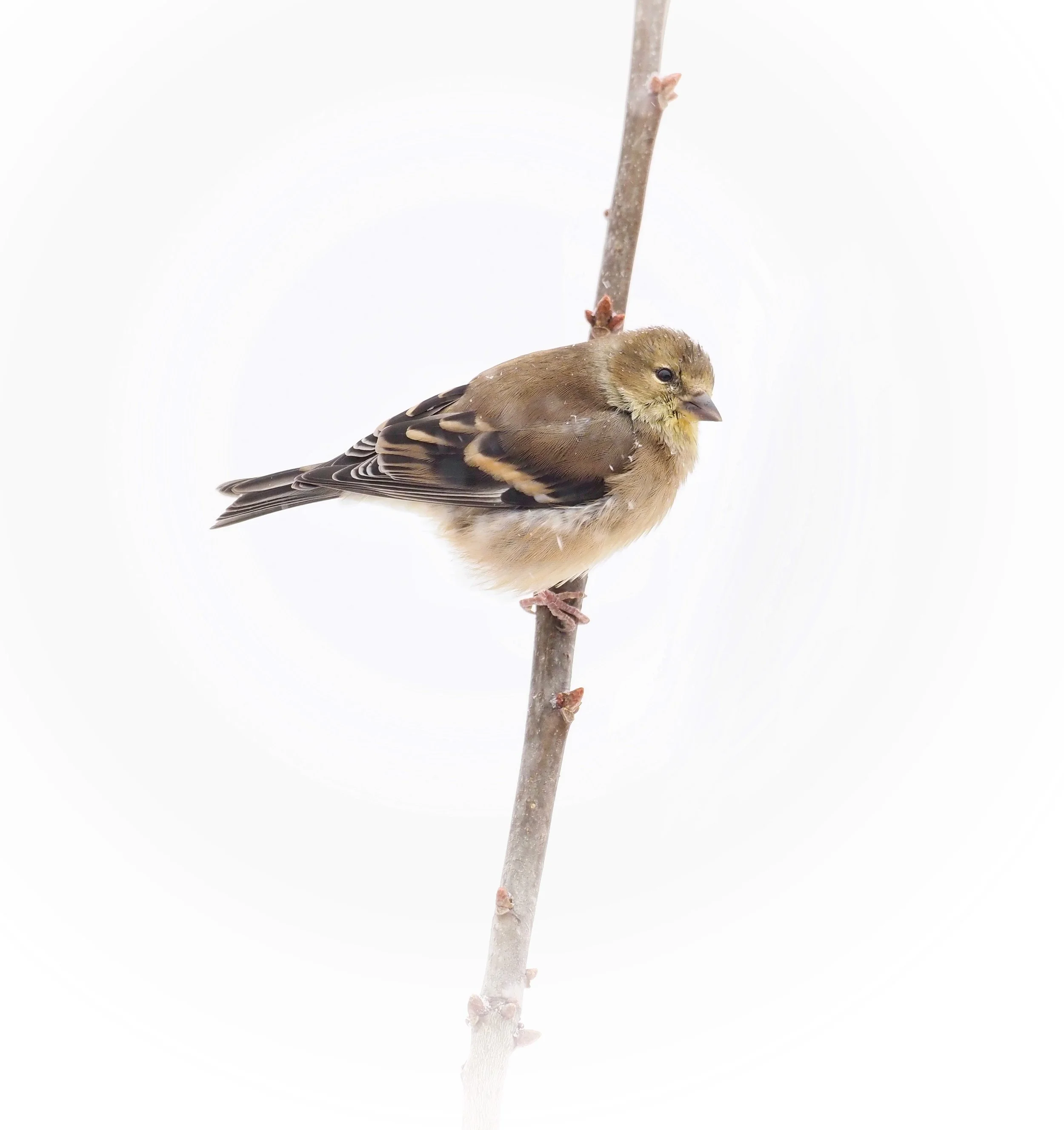 "Still Moment" by Caroline Brown