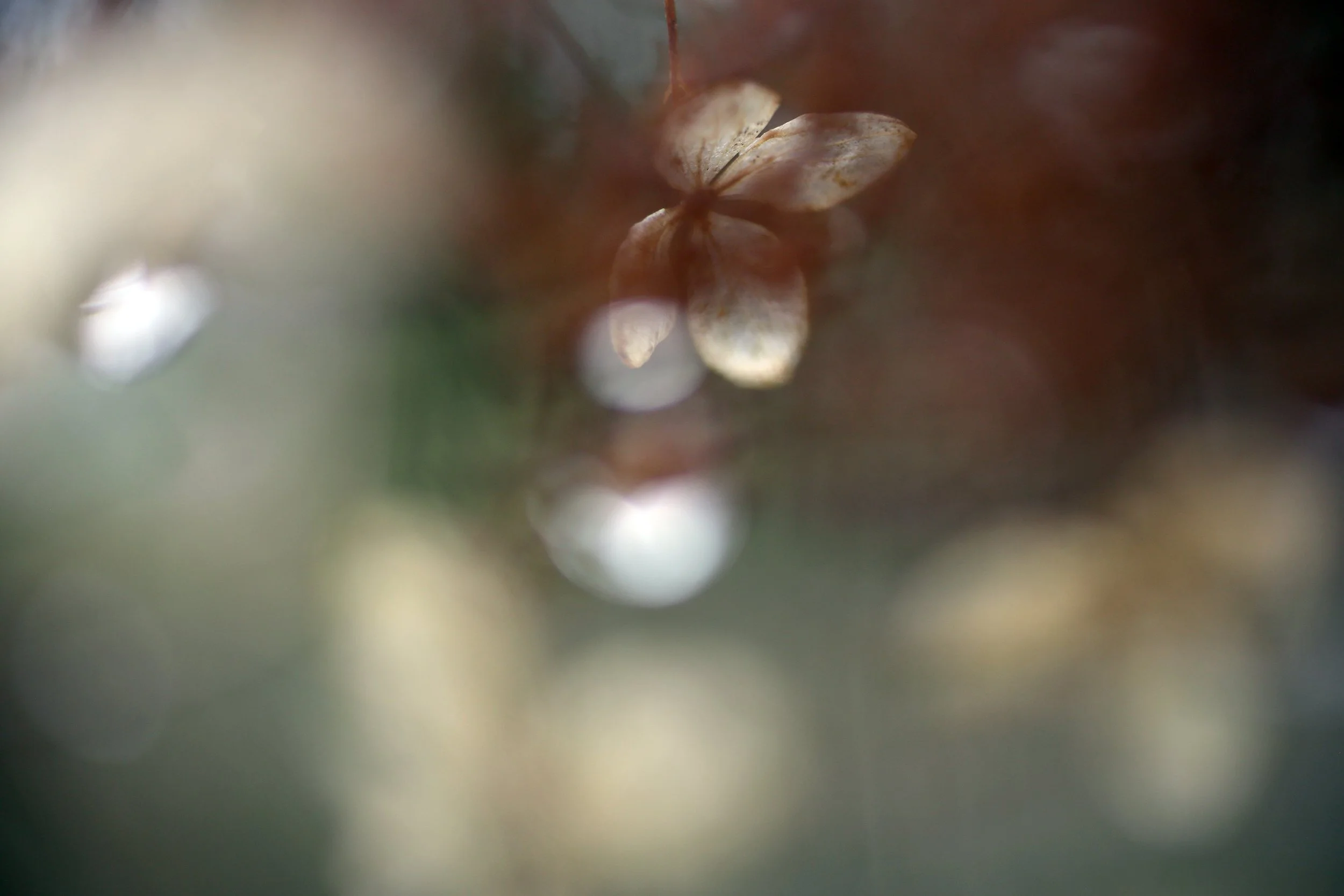 "Winter Hydrangea" by Najib Joe Hakim