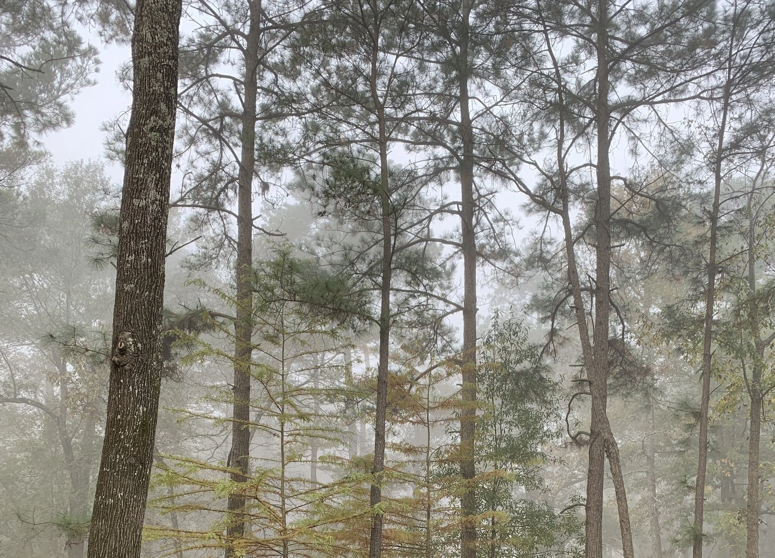 "The Pines and the Fog" by Silvia Felizia