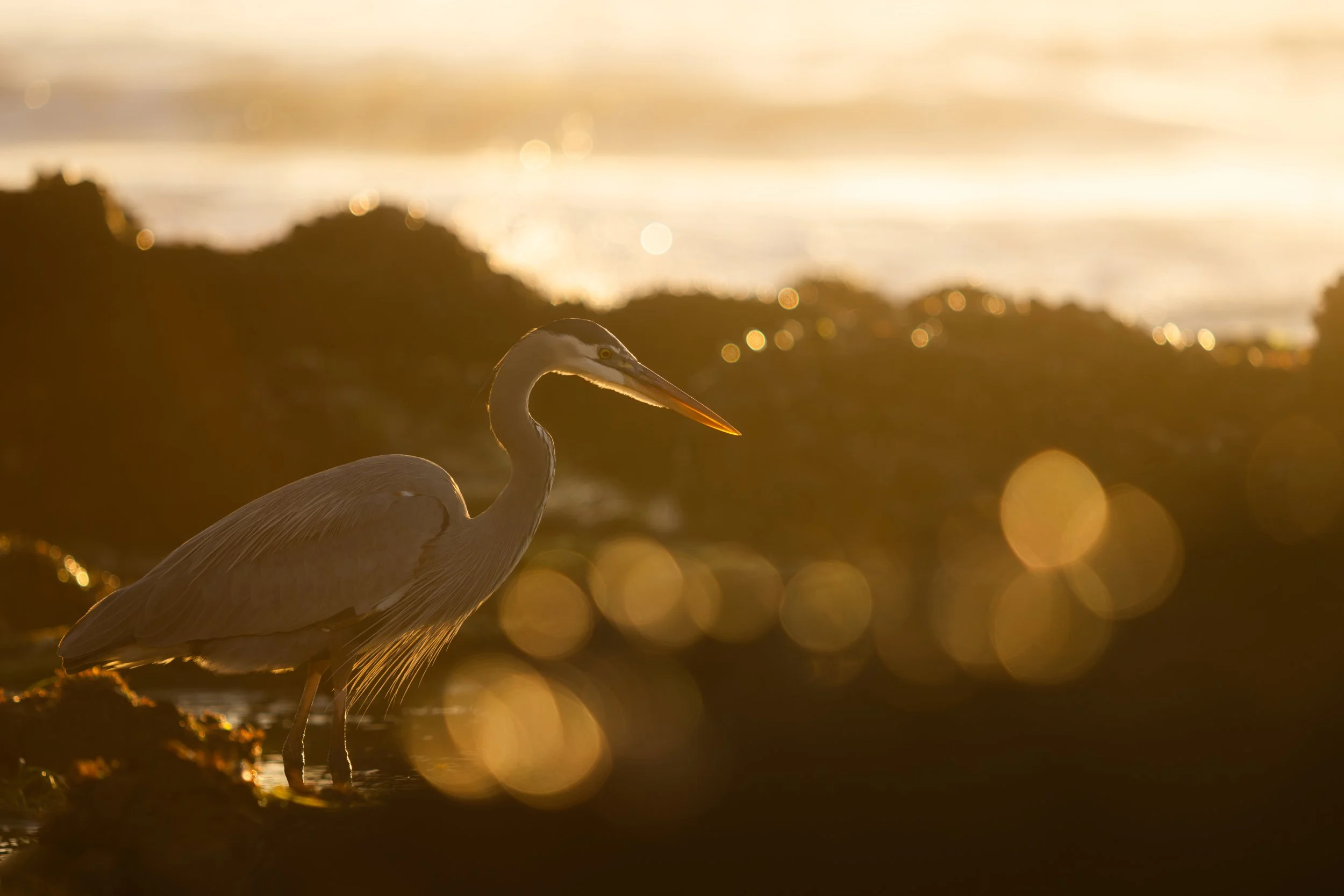 "Golden Heron" by Shea Vavra