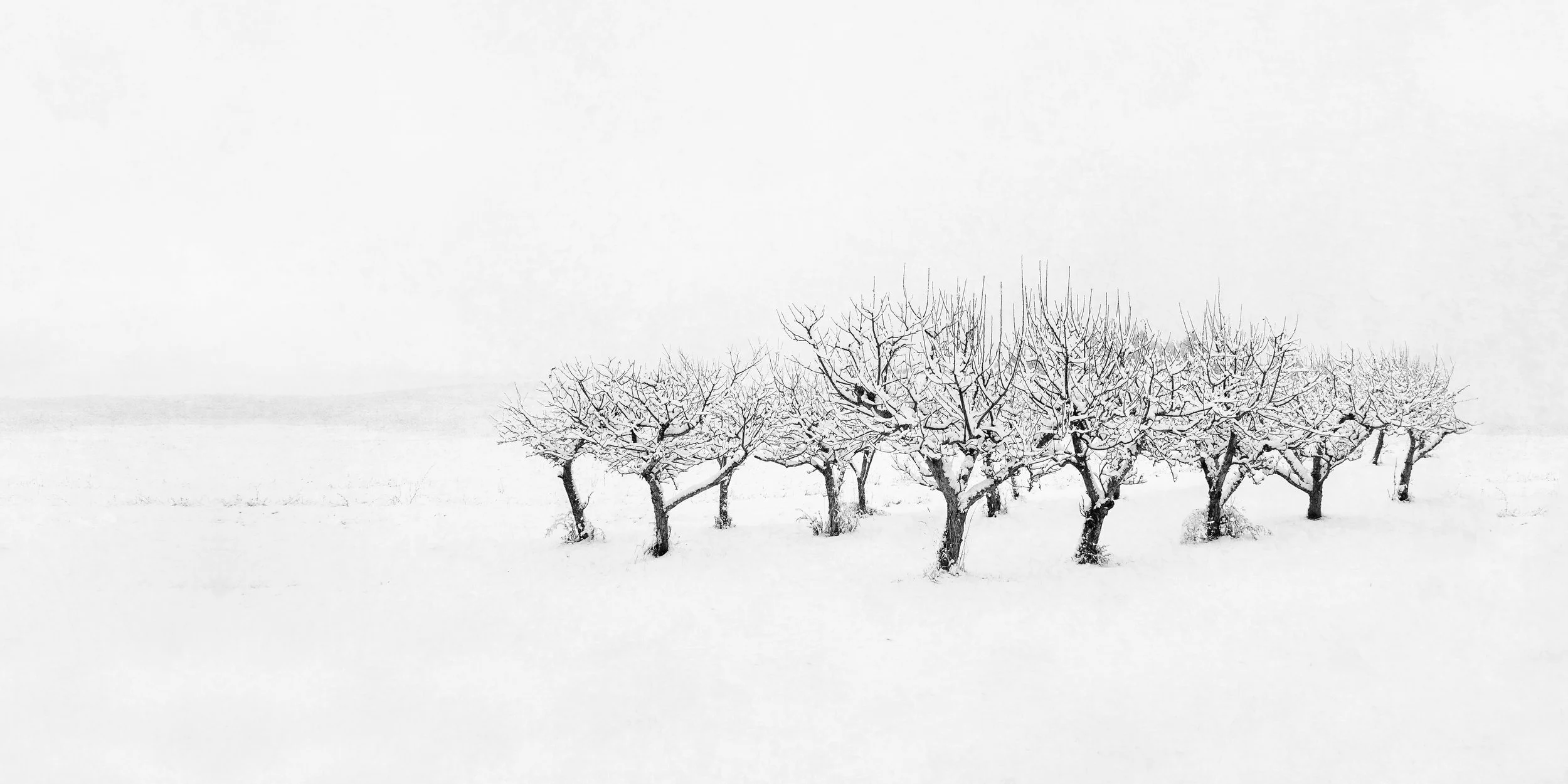 "Apple Orchard" by Brooke Ryan