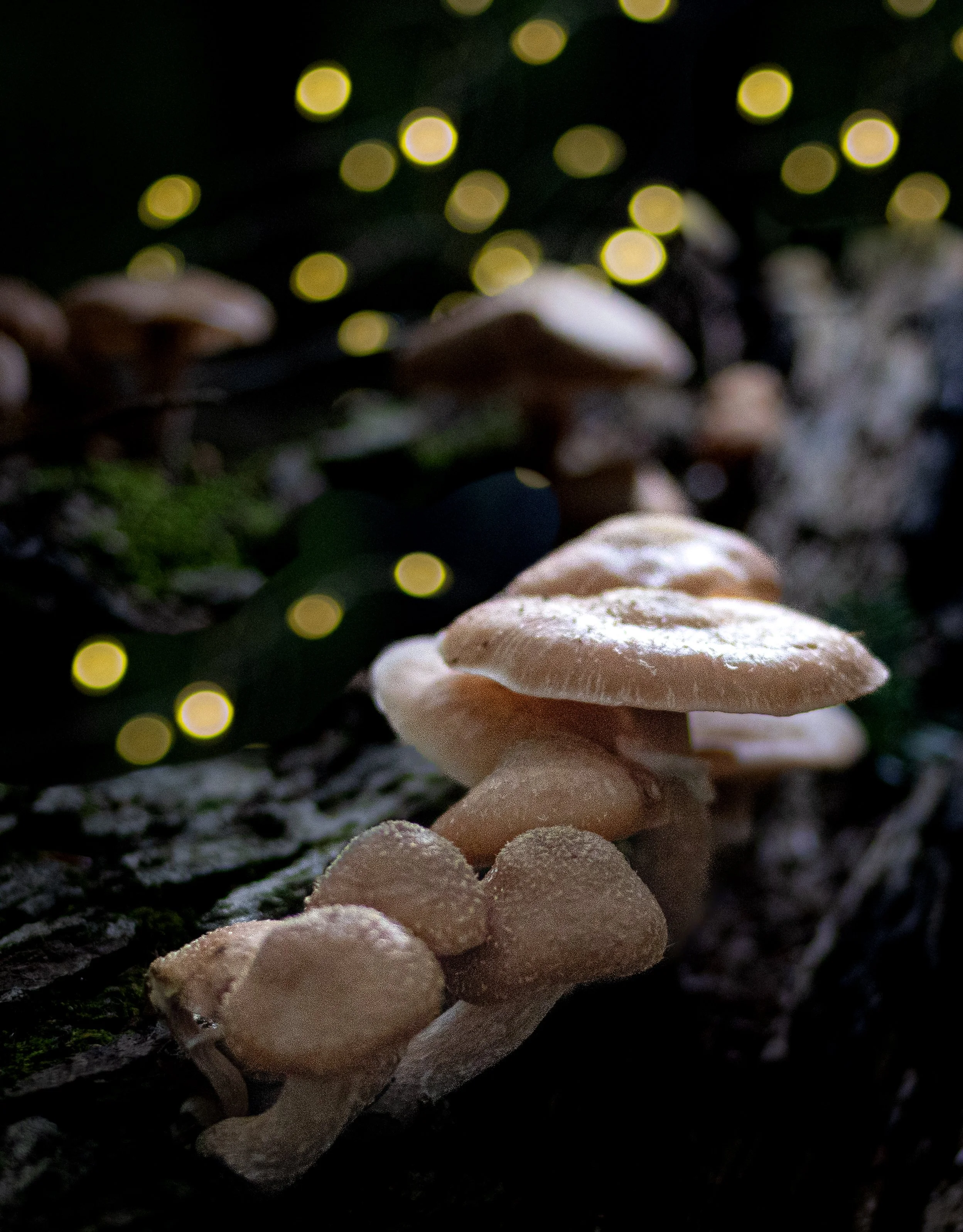 "Mushroom Magic" by Heidi Spitzig