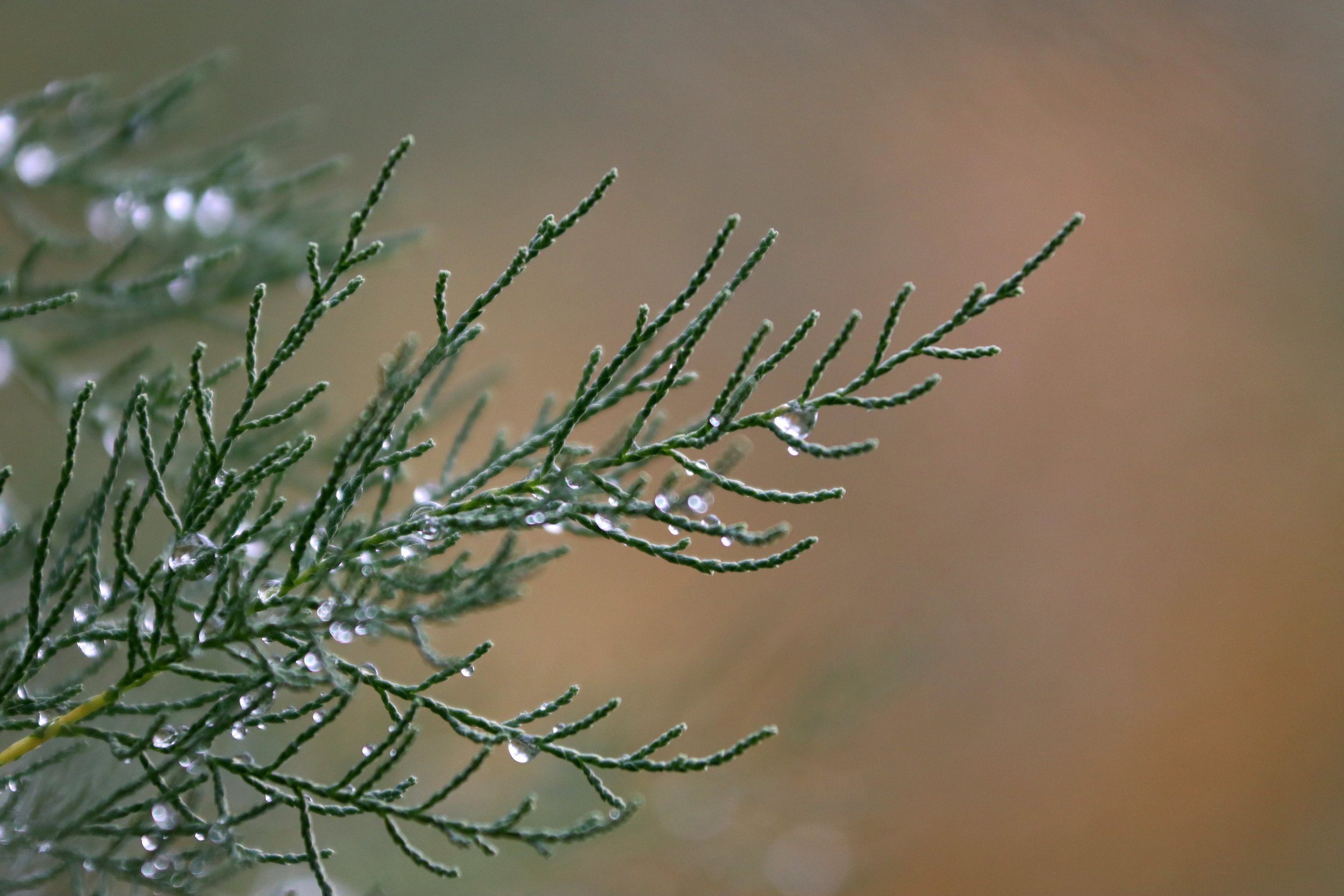 "Cedar Snowmelt" by Talitha May