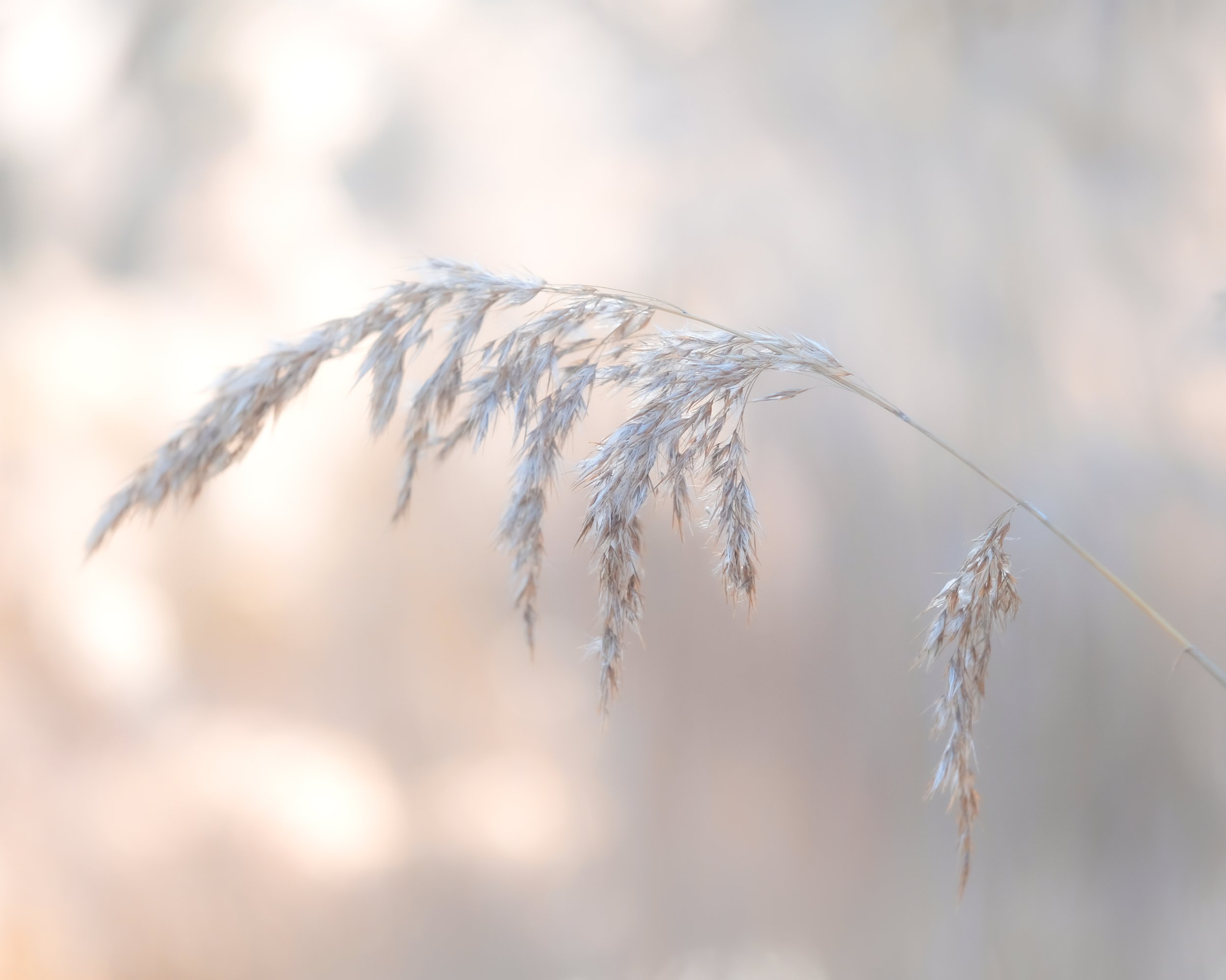 "Powder Puff" by Rose-Marie Keller-Flaig