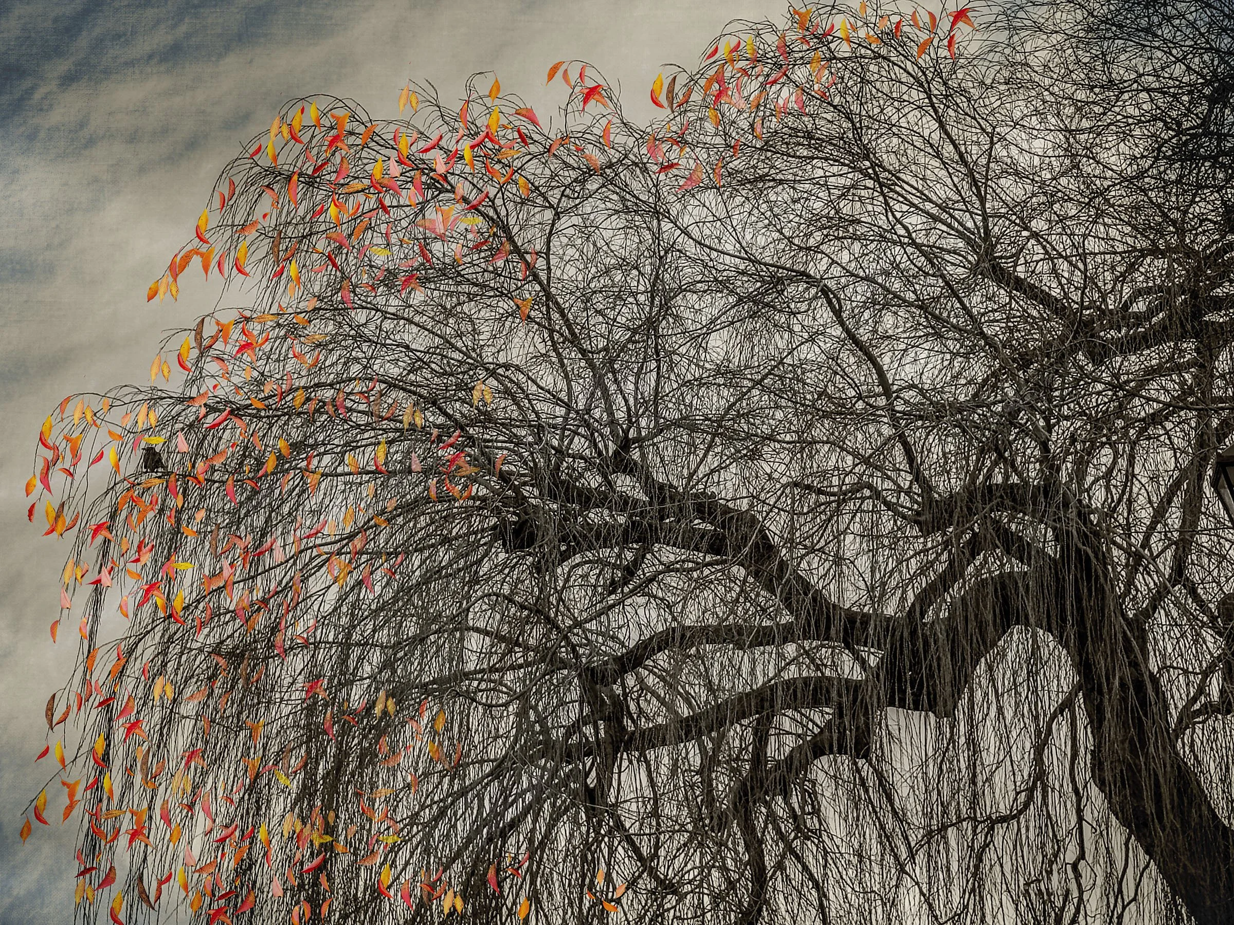 "The Last Bird Song IX" by Shamani Surendran