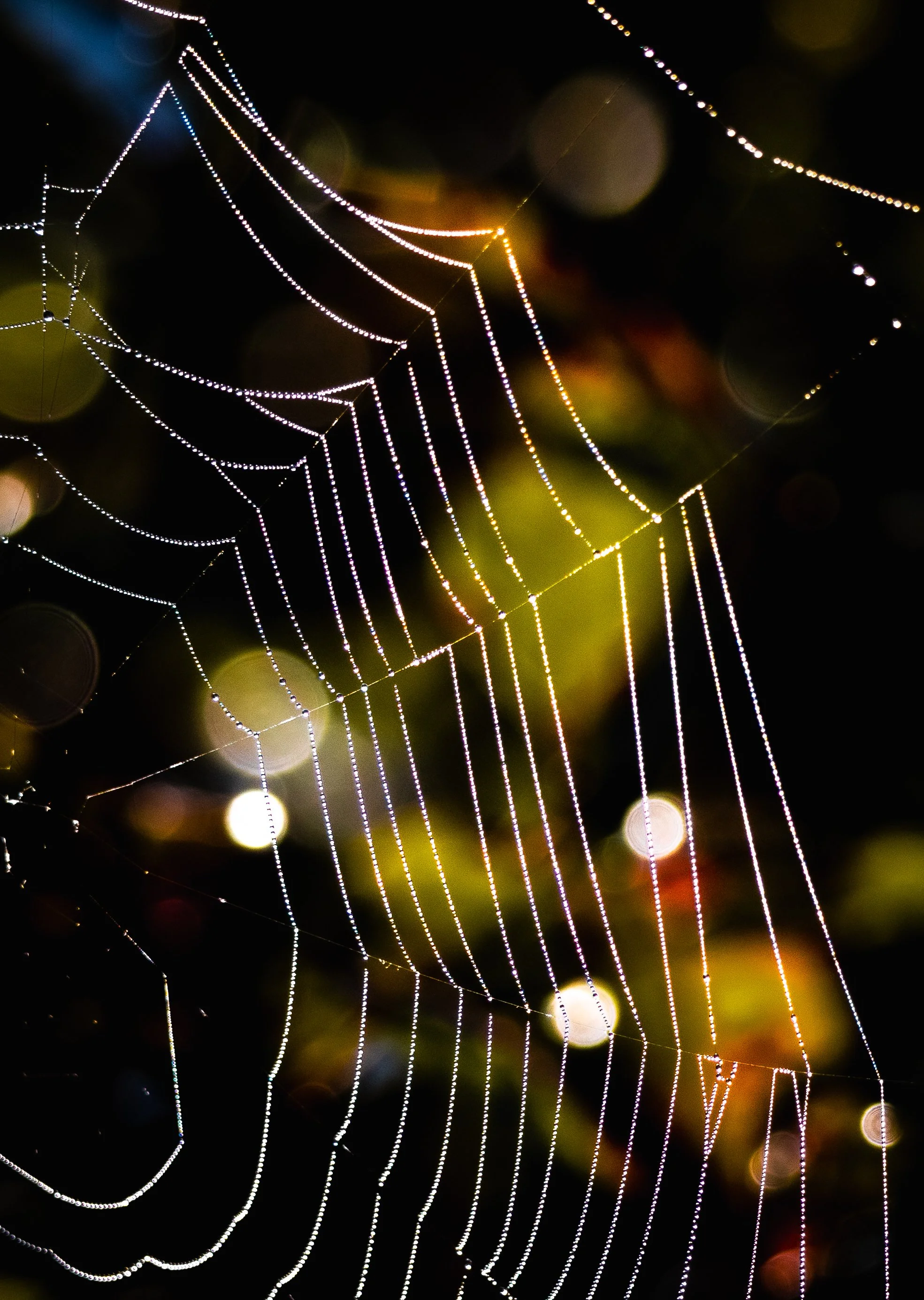 "Spider Web" by Heidi Spitzig