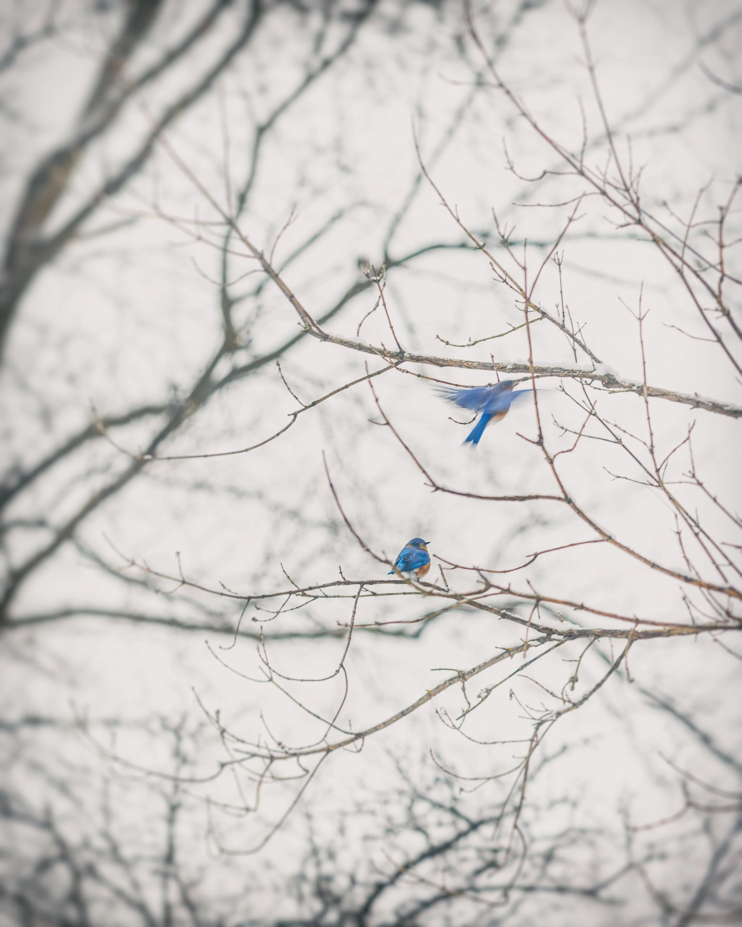 "Bluebirds" by Brooke Ryan