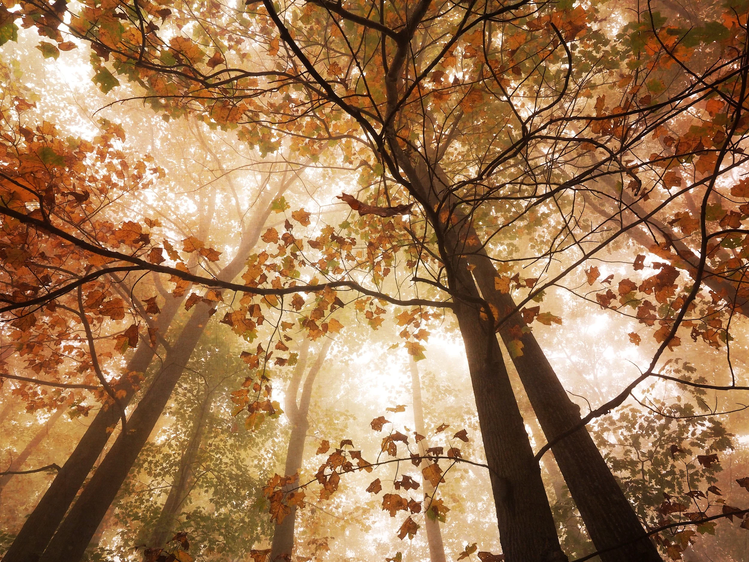 "In the Woods" by Caroline Brown