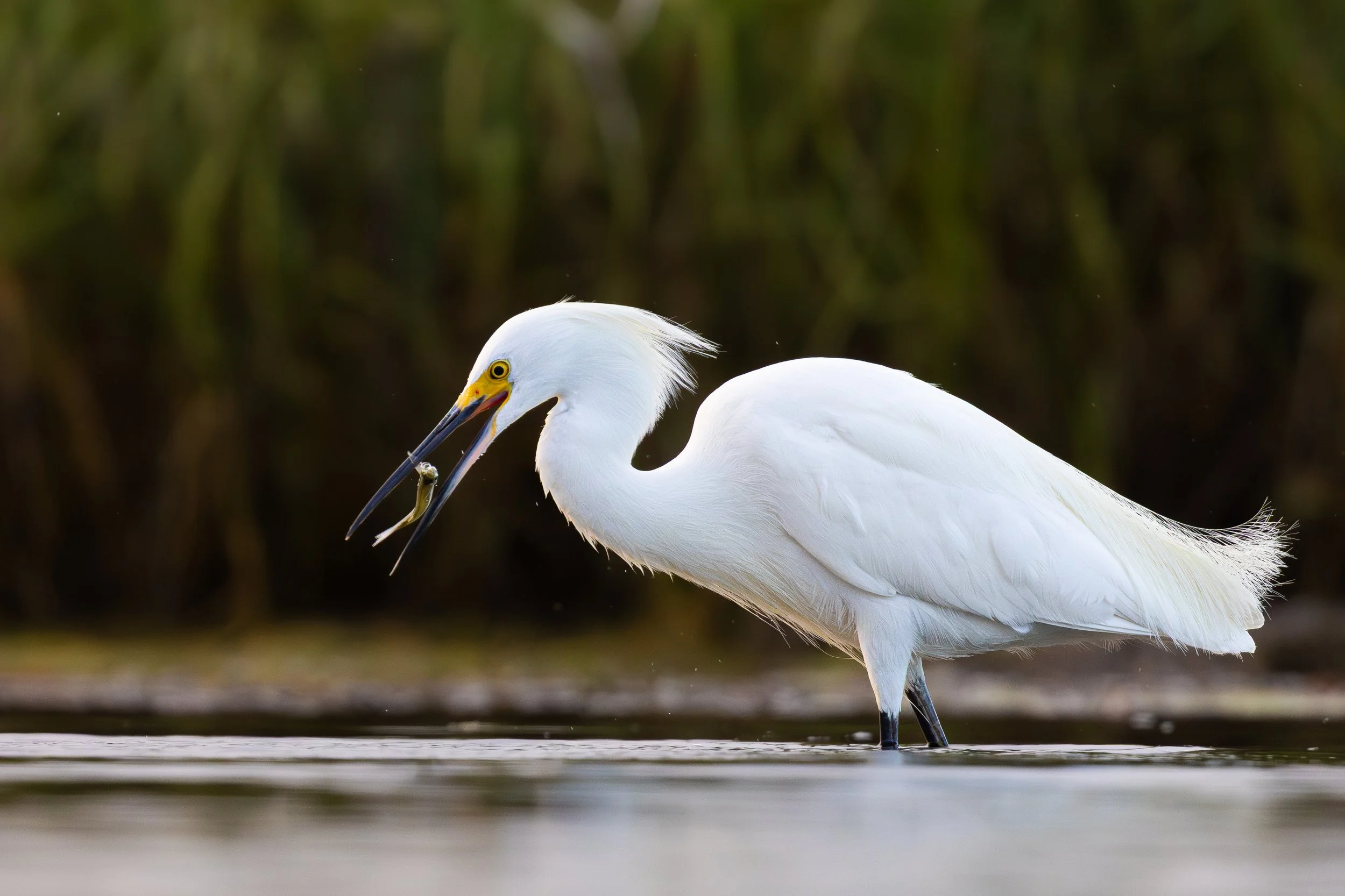 "Egret's Grub" by Shea Vavra