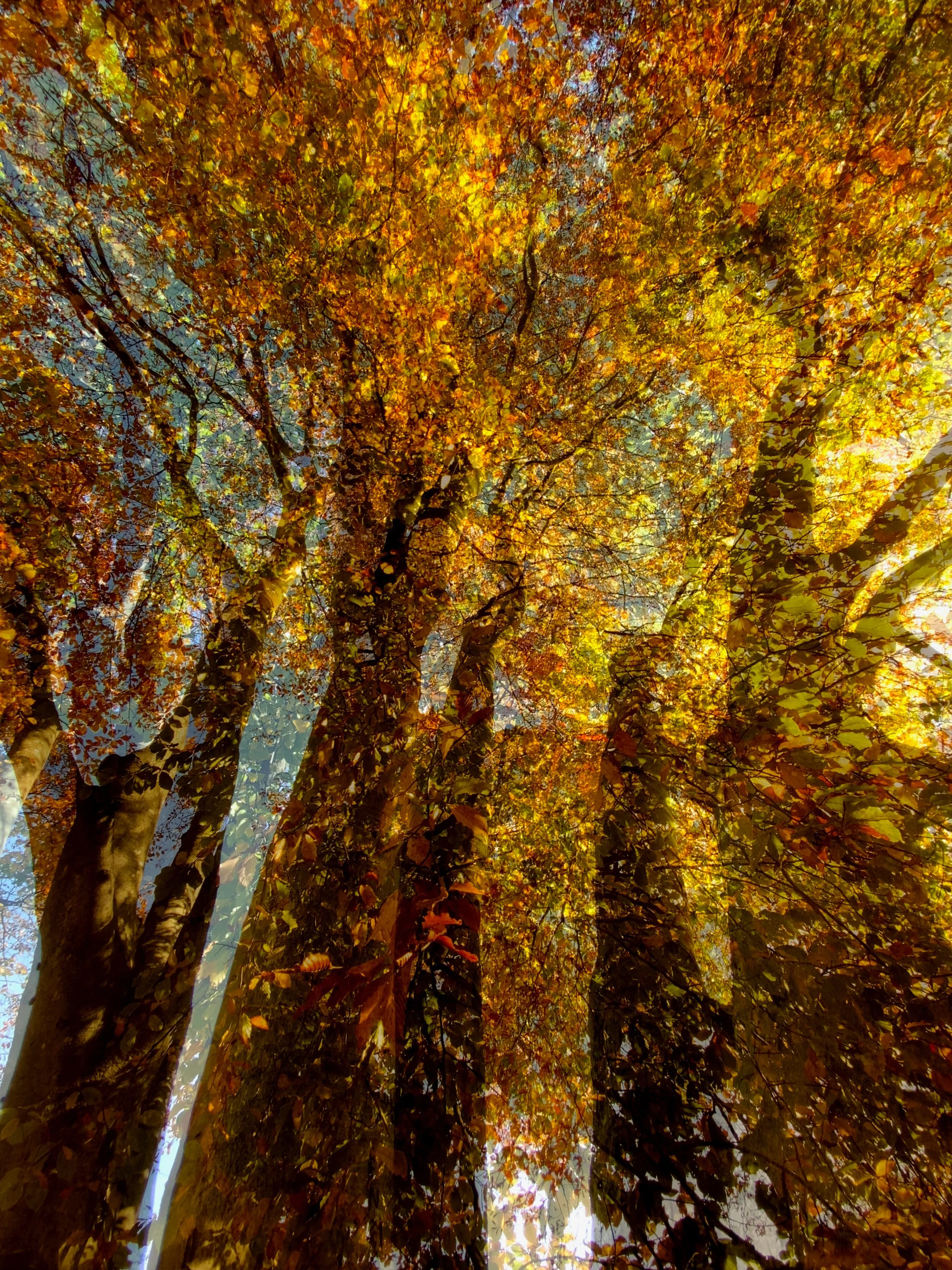 "A Symphony of Leaves III" by Karin Wegmann